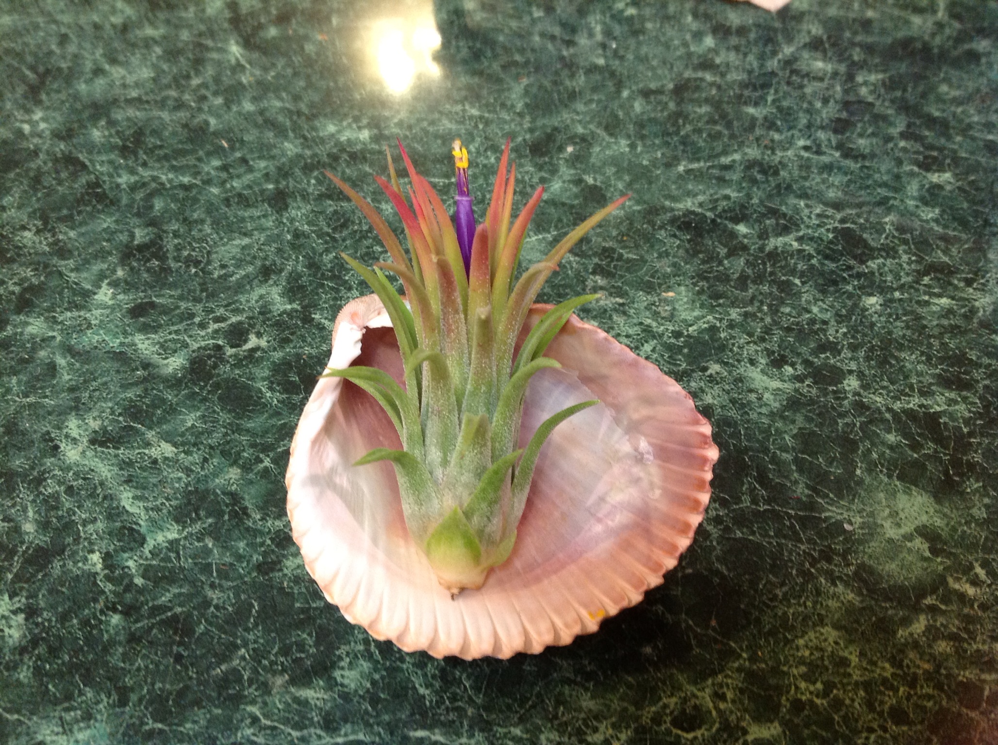 air plant blooming |