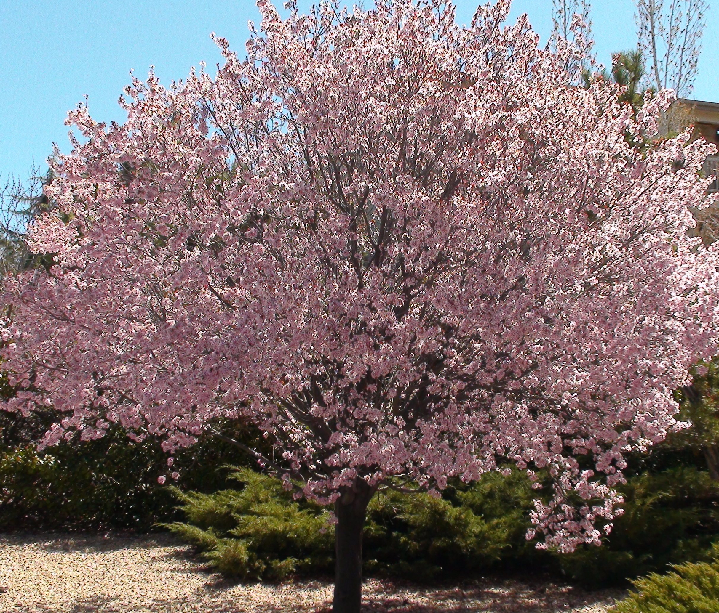 Newport Flowering Plum For Sale Online | The Tree Center