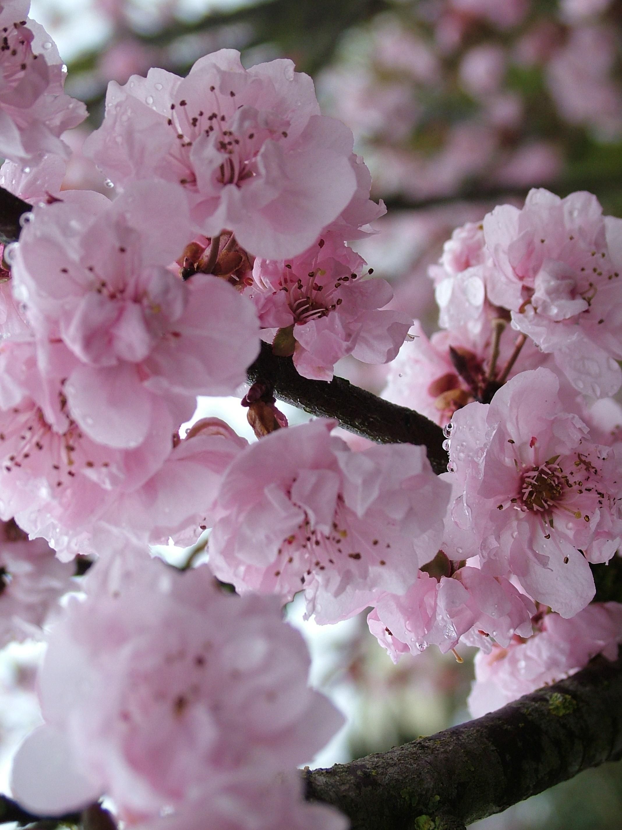 Flowering Plum Tree - My second favorite tree and yes, I have one in ...
