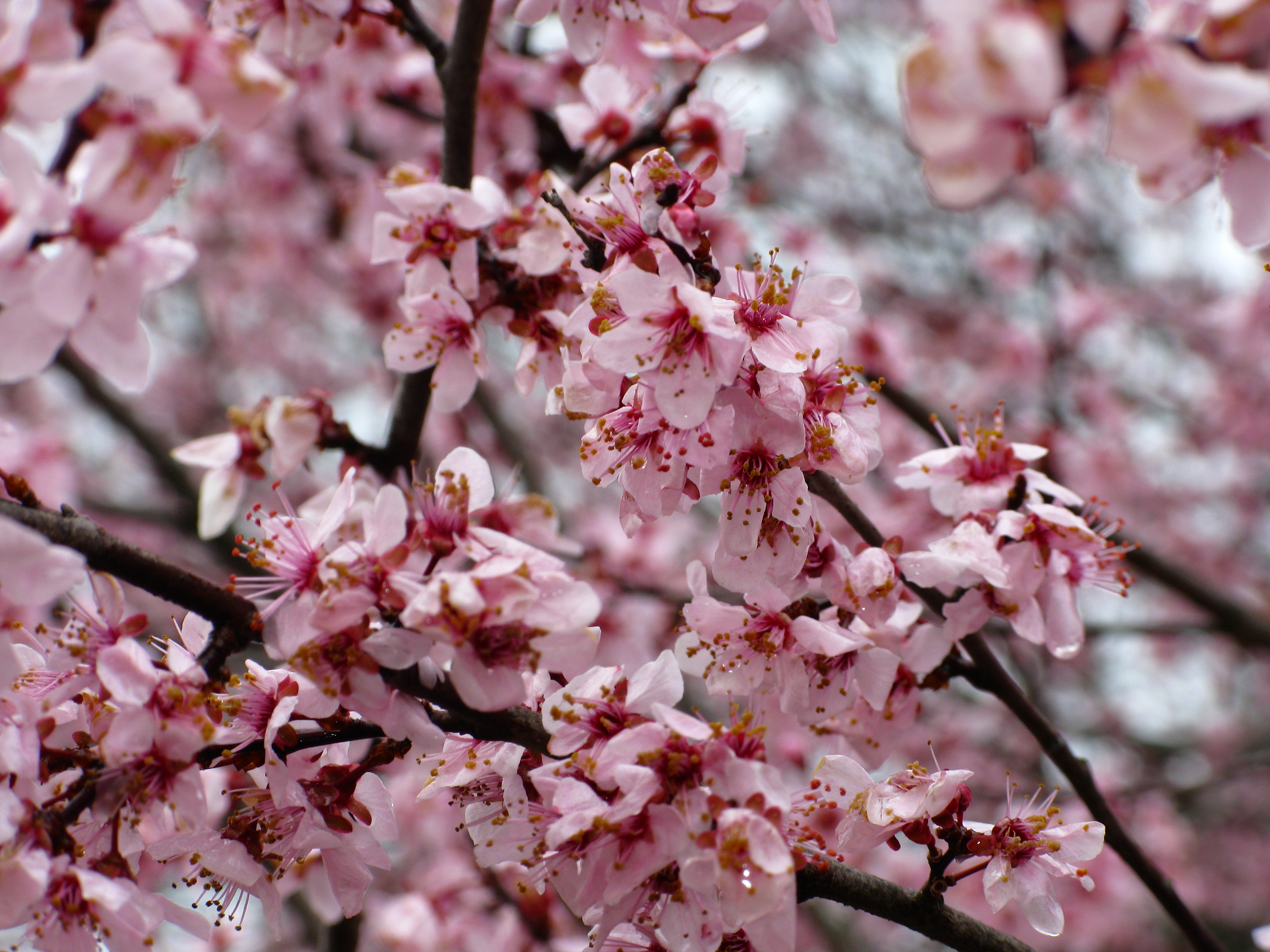 File:Flowering-plum-tree-spring - West Virginia - ForestWander.jpg ...