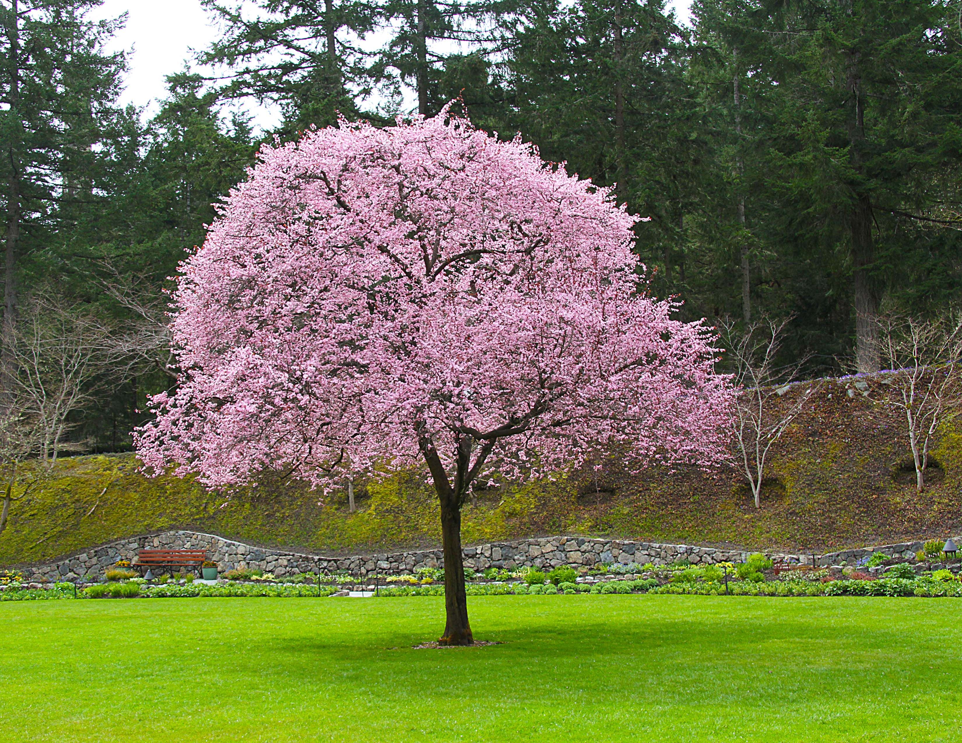 Gigantic flowering tree | ~ VISUALS ~ | Pinterest | Plum tree ...