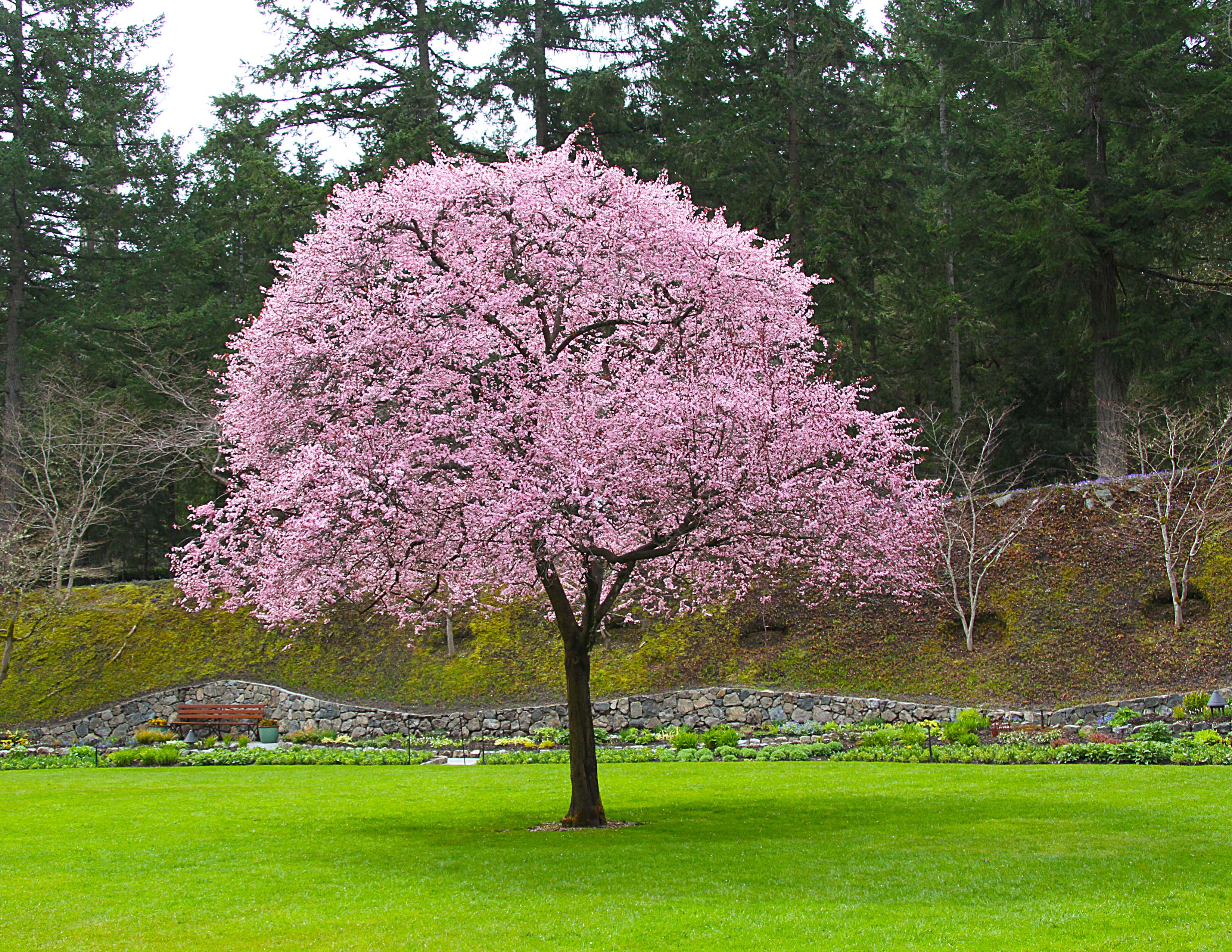 Blooming Plum Tree | Solidaria Garden