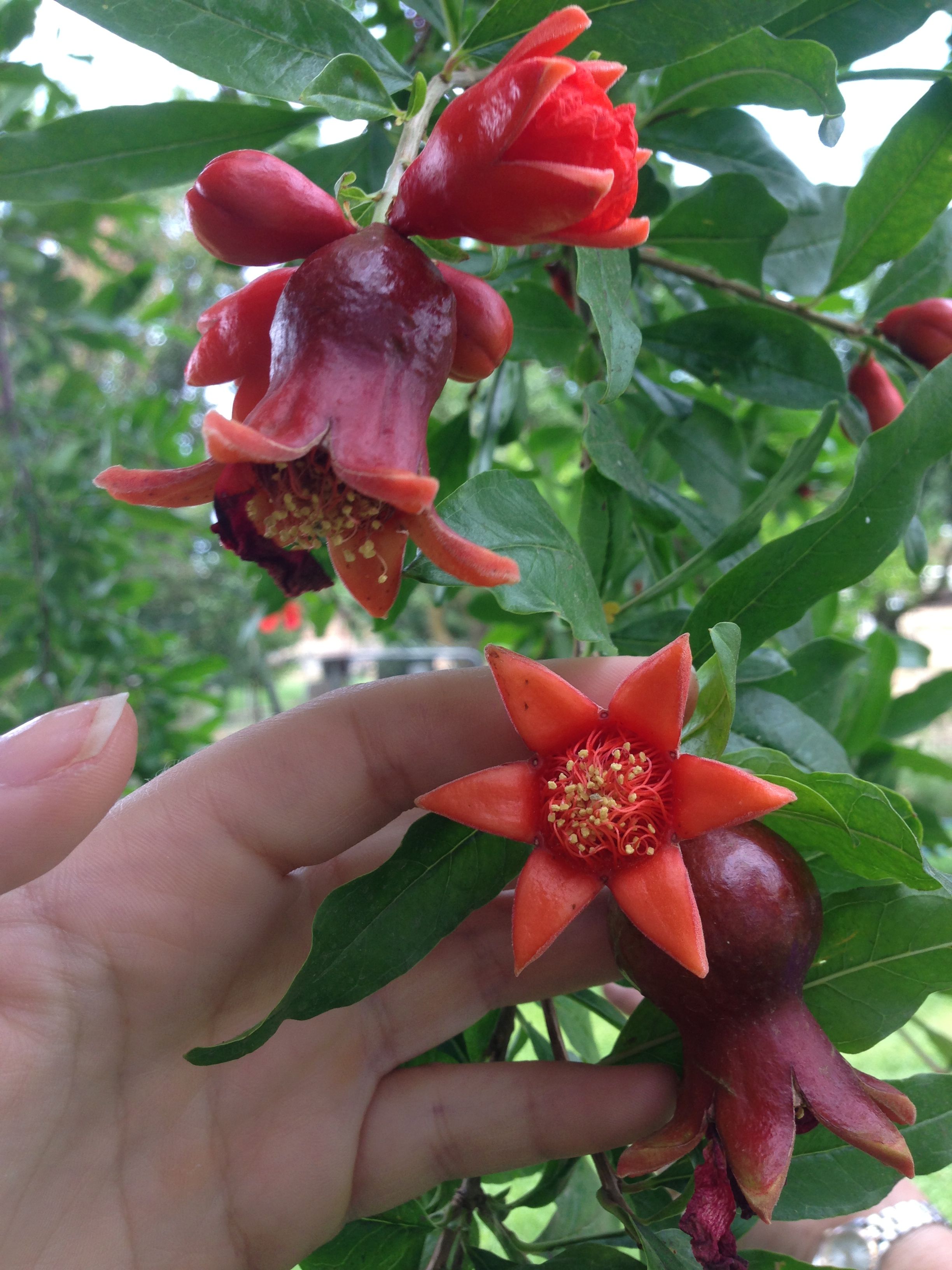 Pomegranate in bloom photo