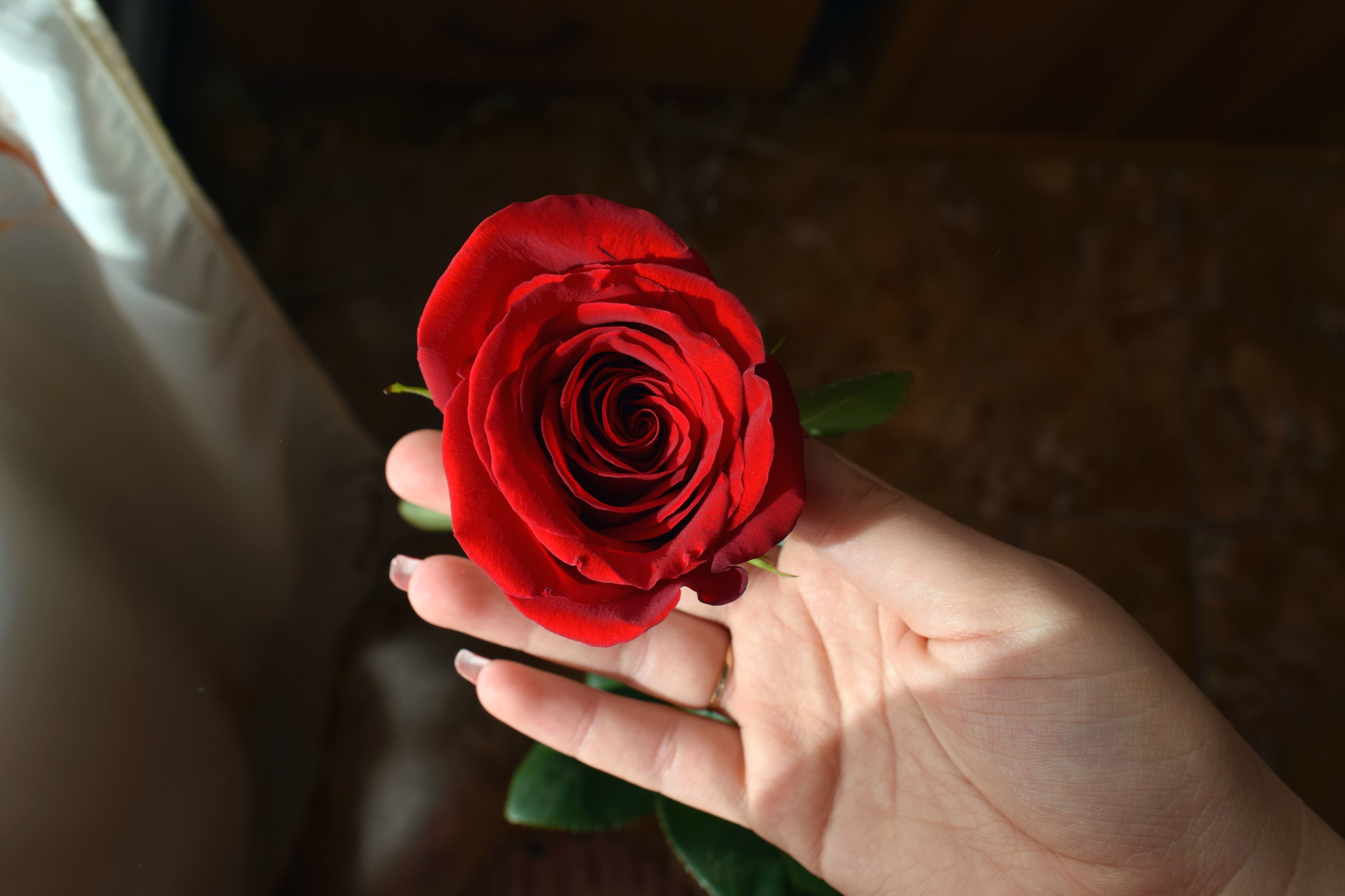 Free picture: red rose, human hand, romantic, bloom, blooming, beautiful