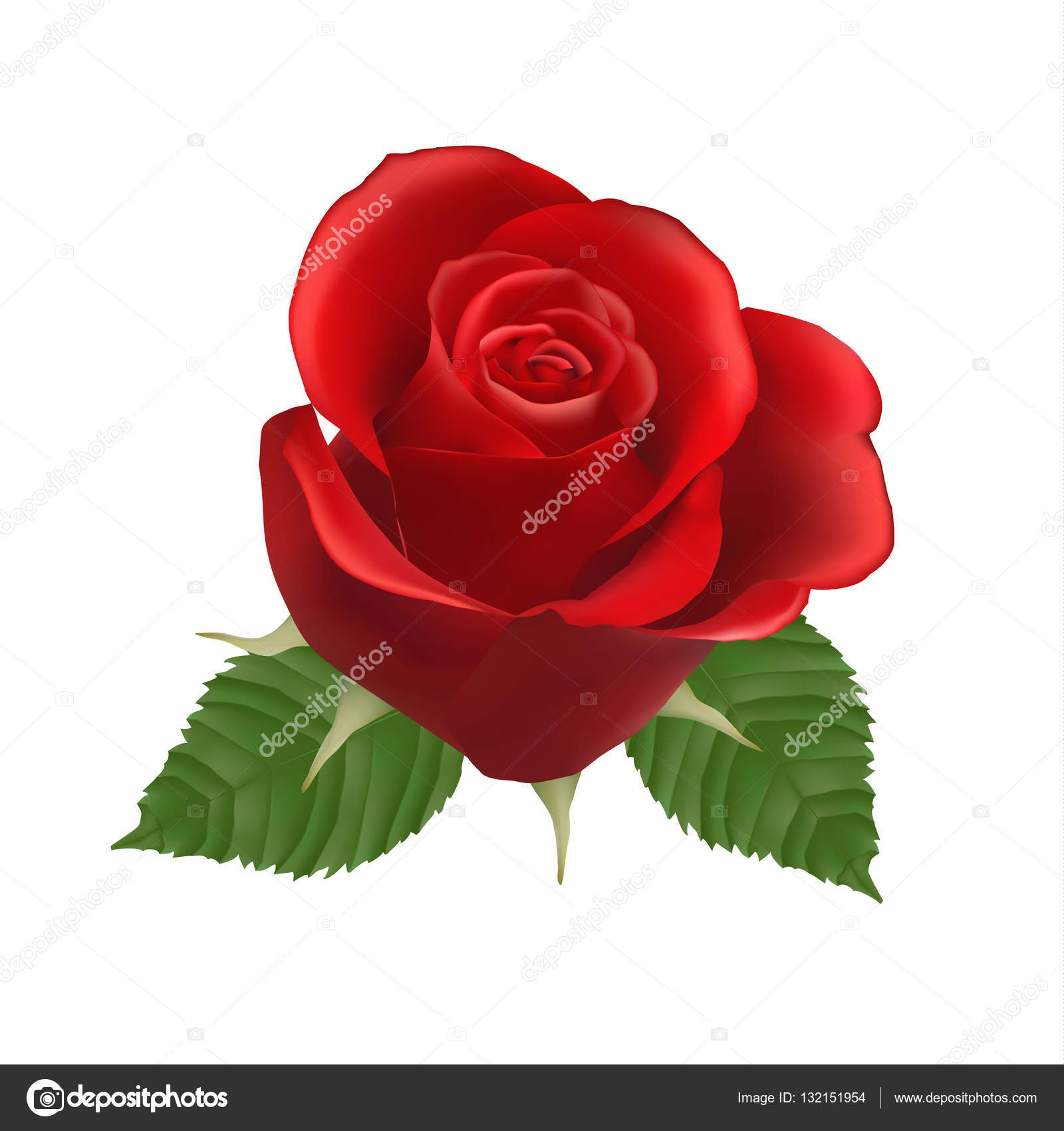 Blooming red Rose, vector, Isolated flower, floral, plant, valentine ...