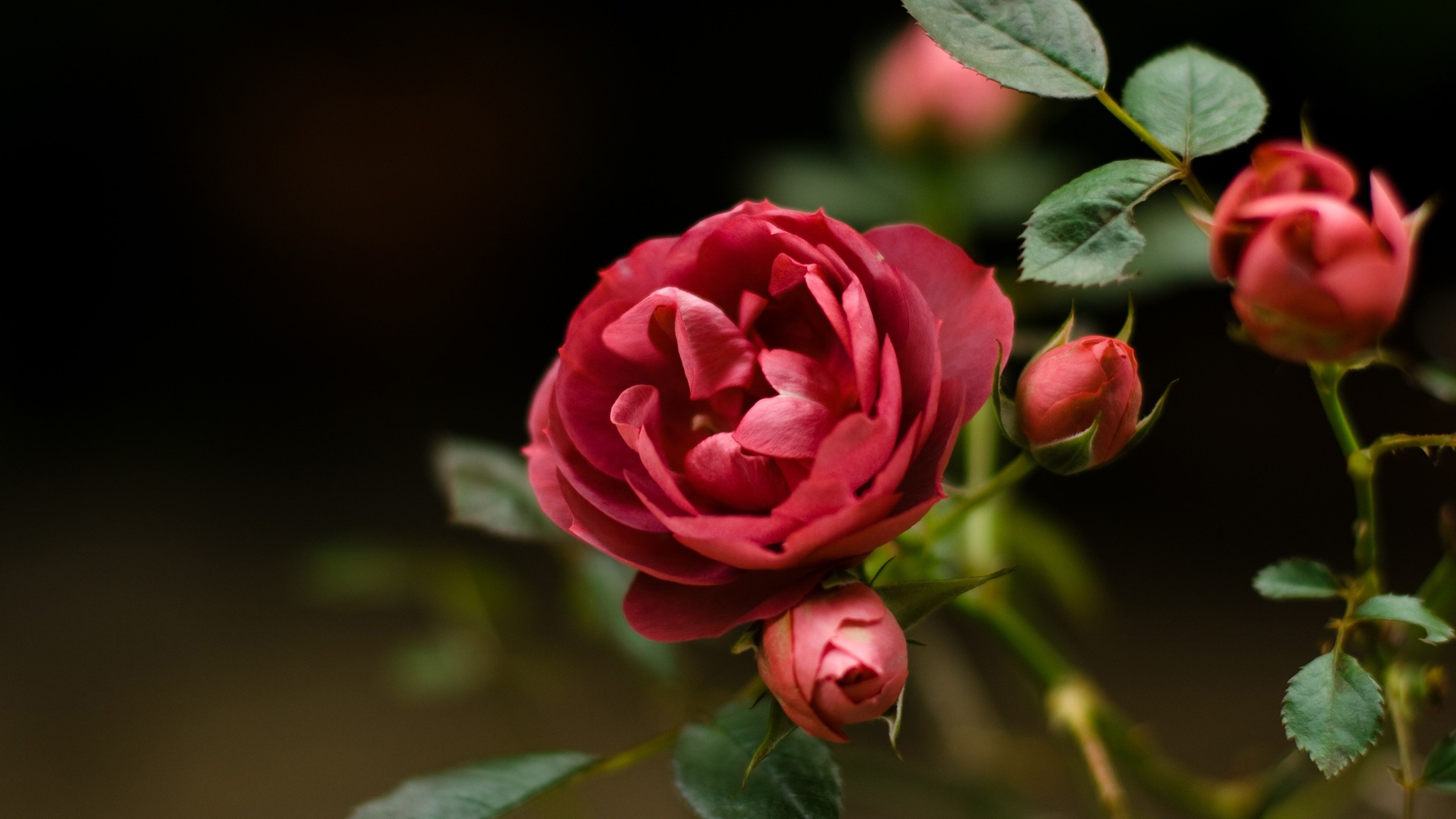 Red Rose Blooming | FLOWER