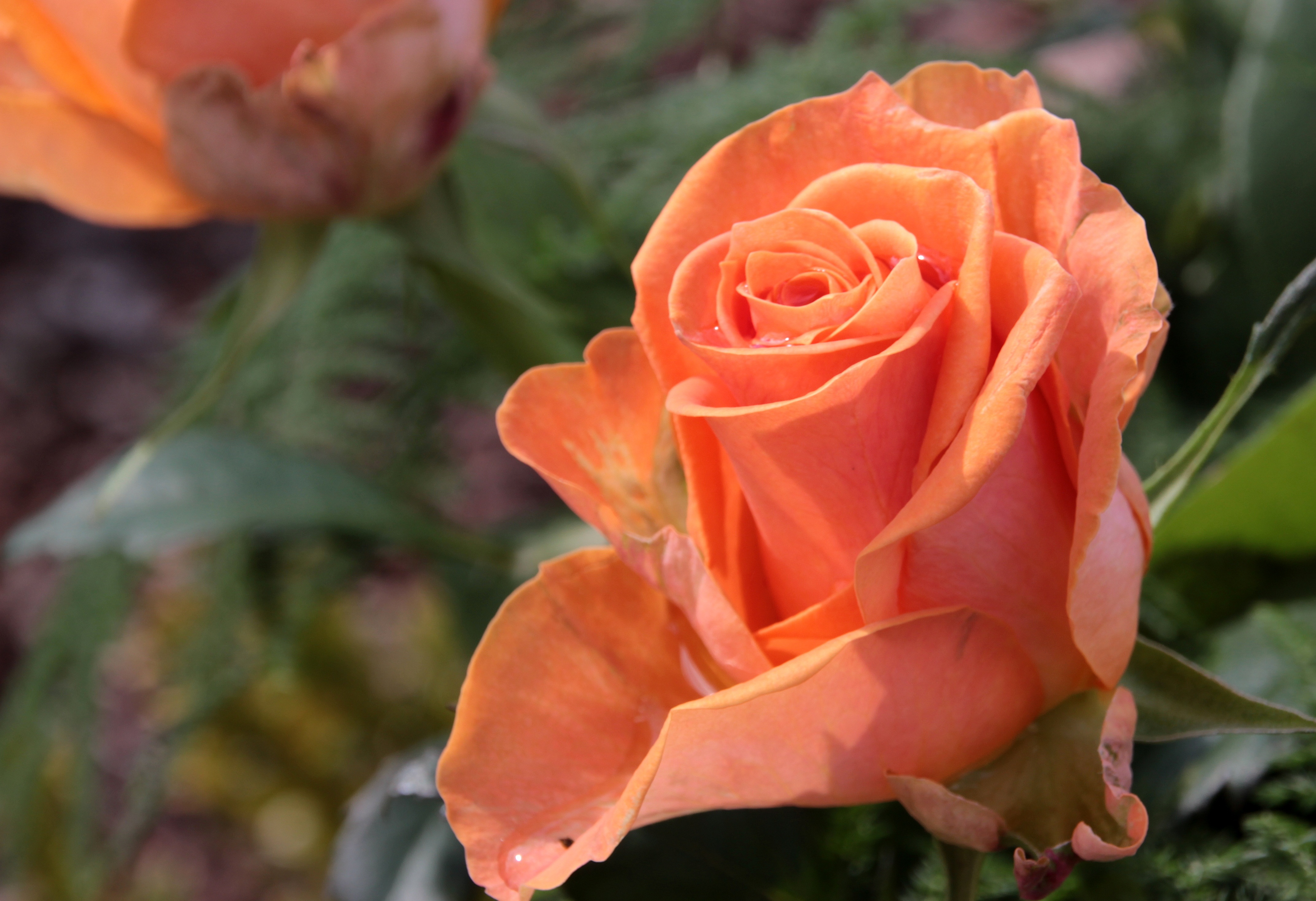 Blooming rose photo