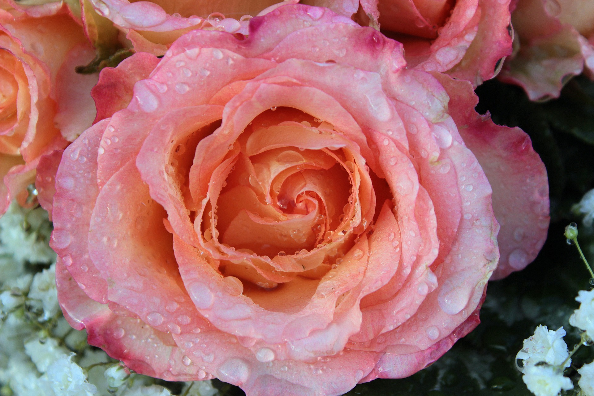 Blooming rose photo