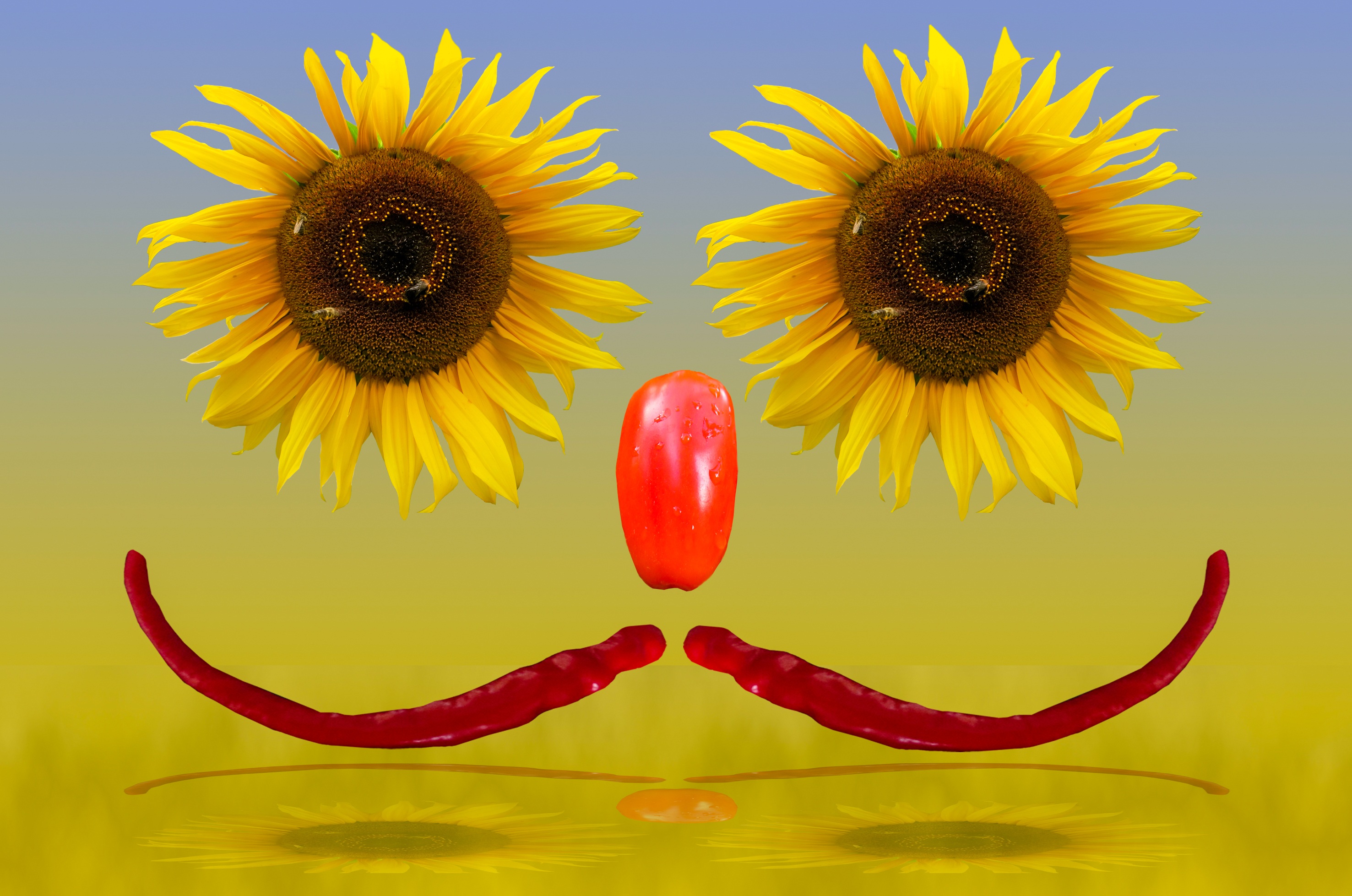 Blooming sunflower photo