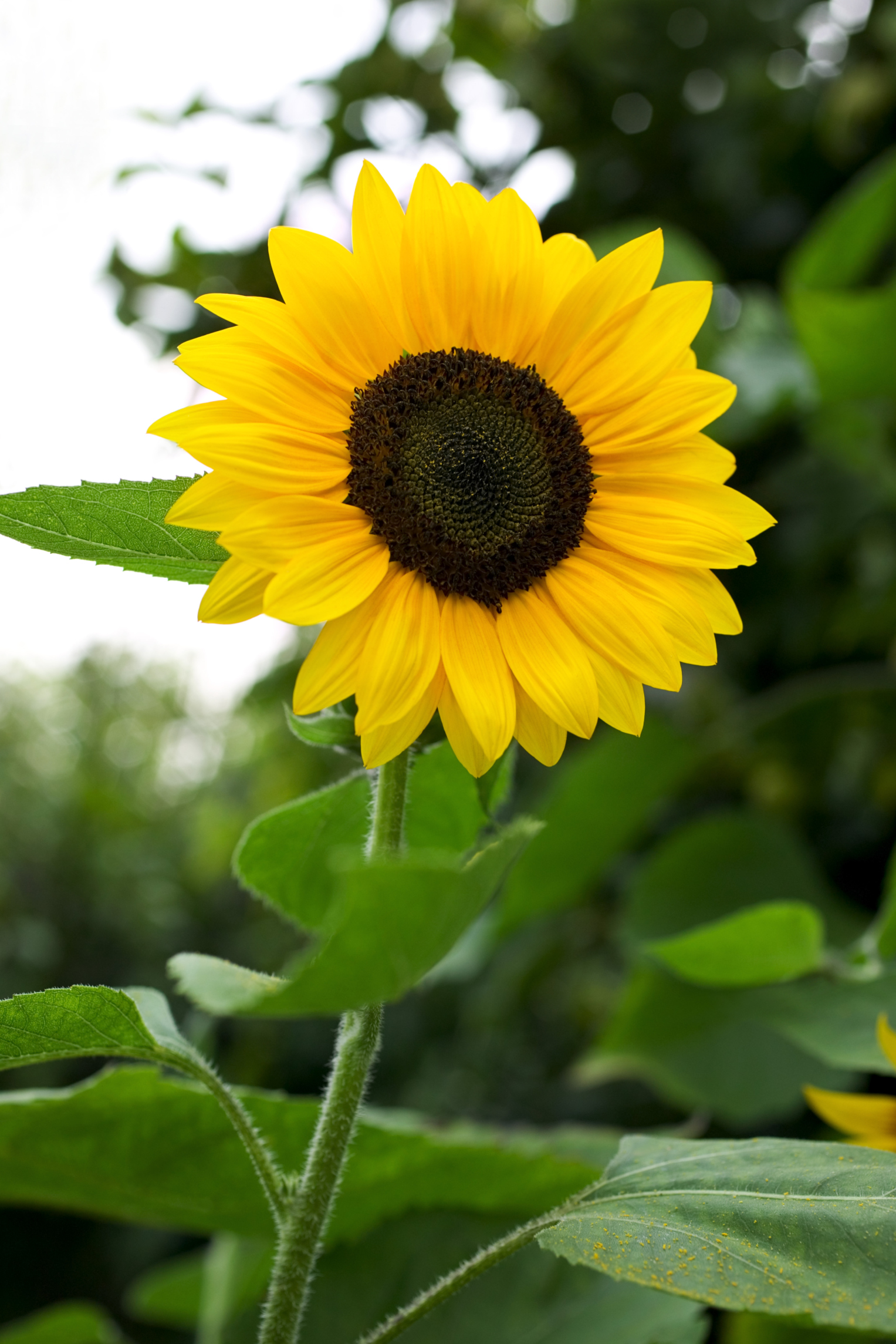 How Long After Sowing Seeds Will a Sunflower Bloom? | Home Guides ...