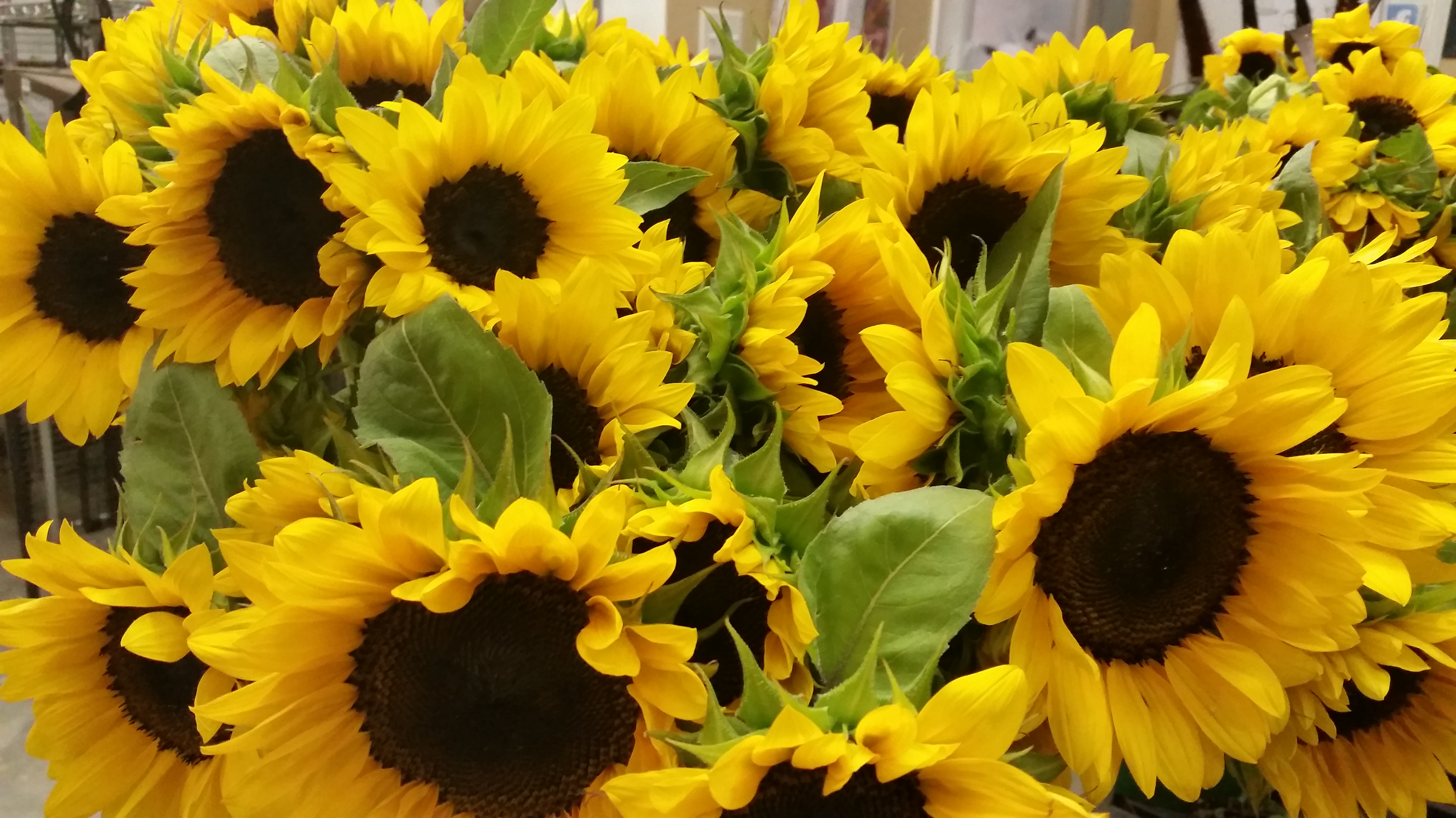 How-to Grow Sunflowers with Small or Big Blooms