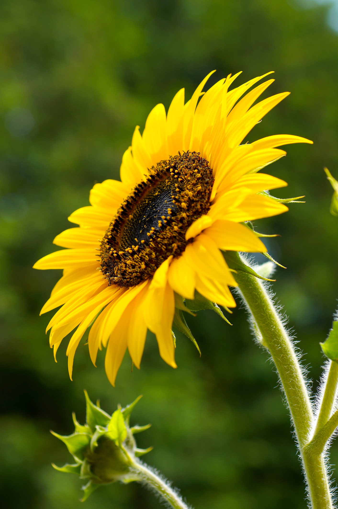 What Time of Year Do Sunflowers Bloom? | Home Guides | SF Gate