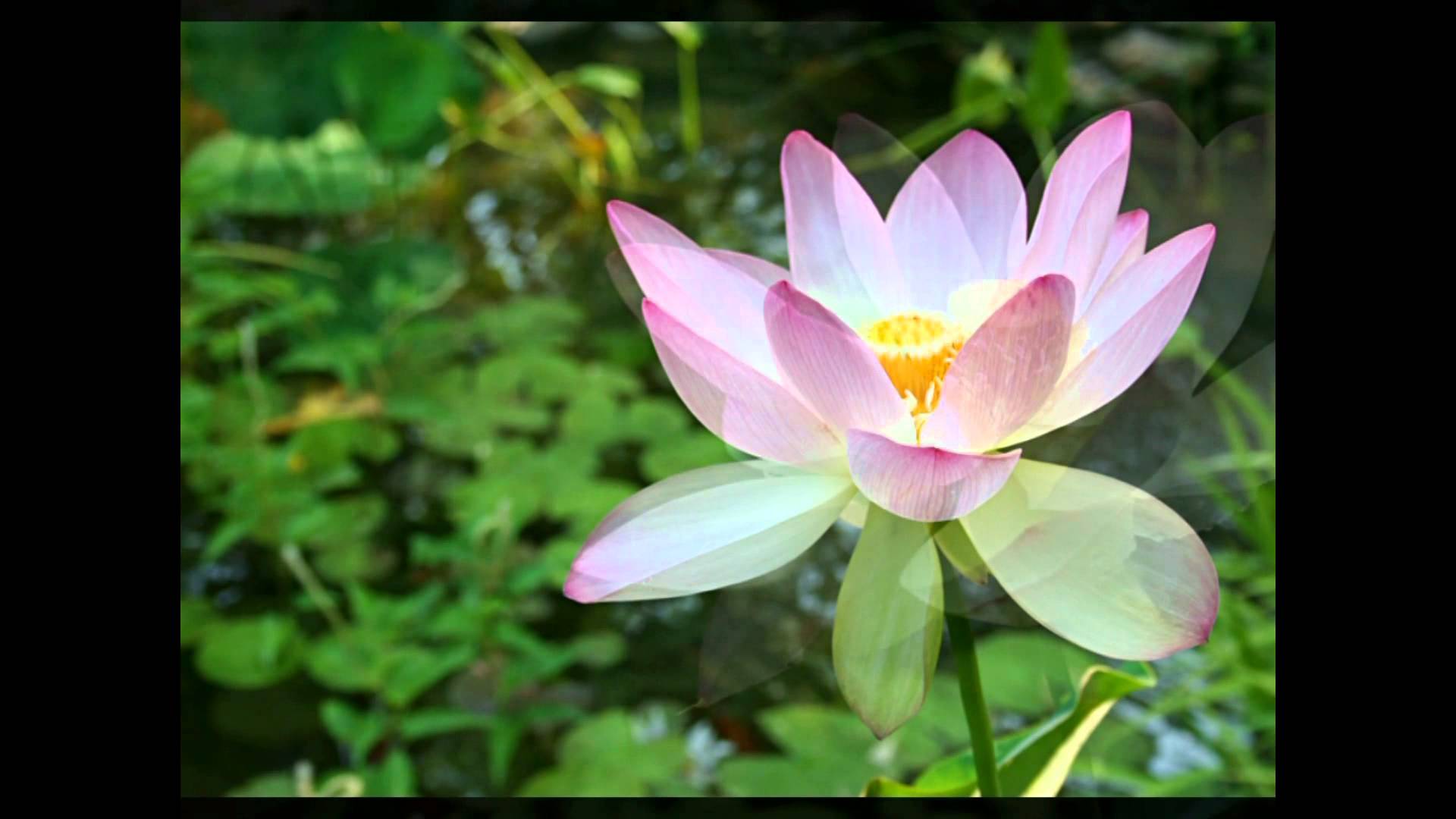 Lotus Blossom - The Life Of A Lotus Blossom - YouTube