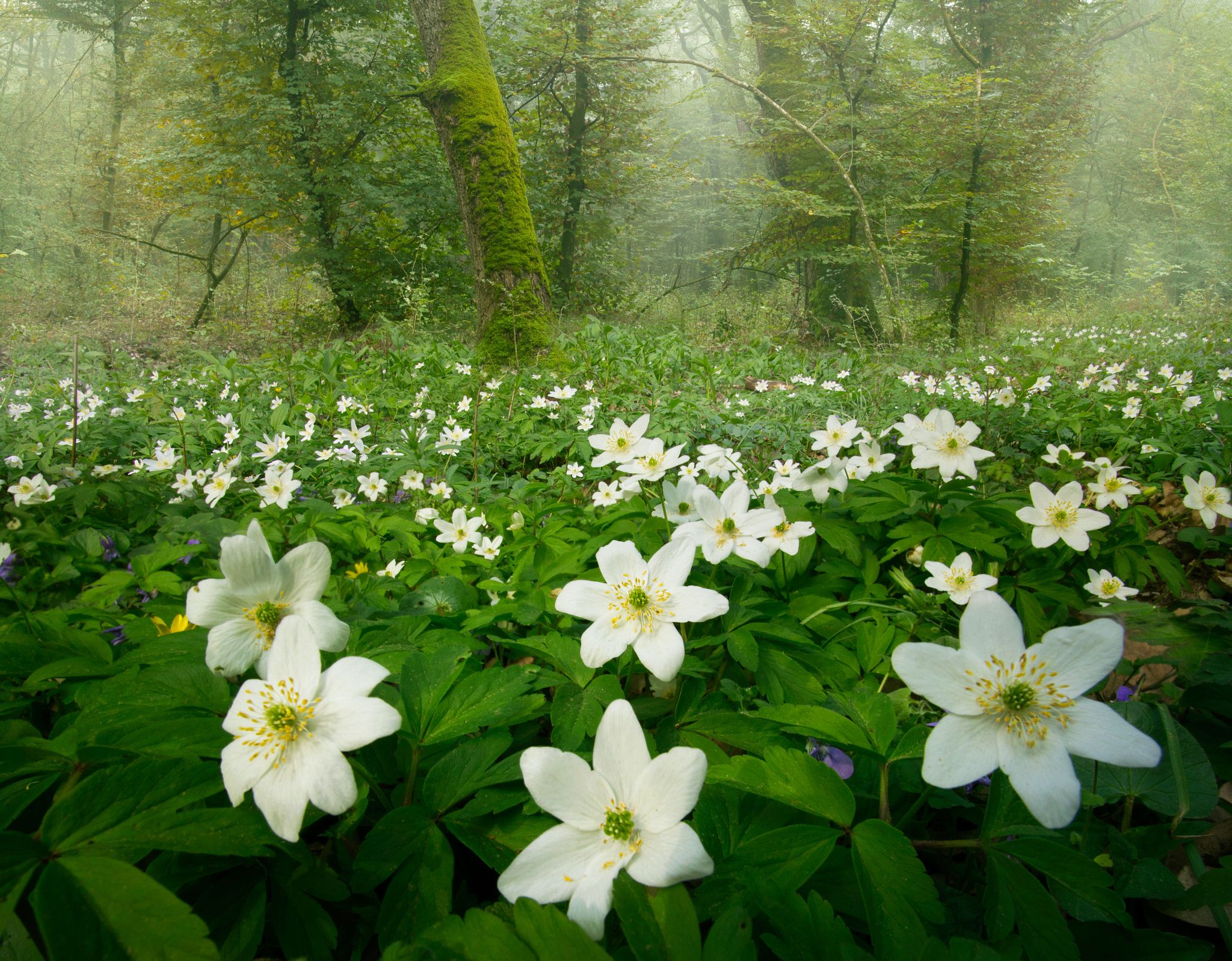 The joy of life - finally the forest is blooming with life... | WILD ...