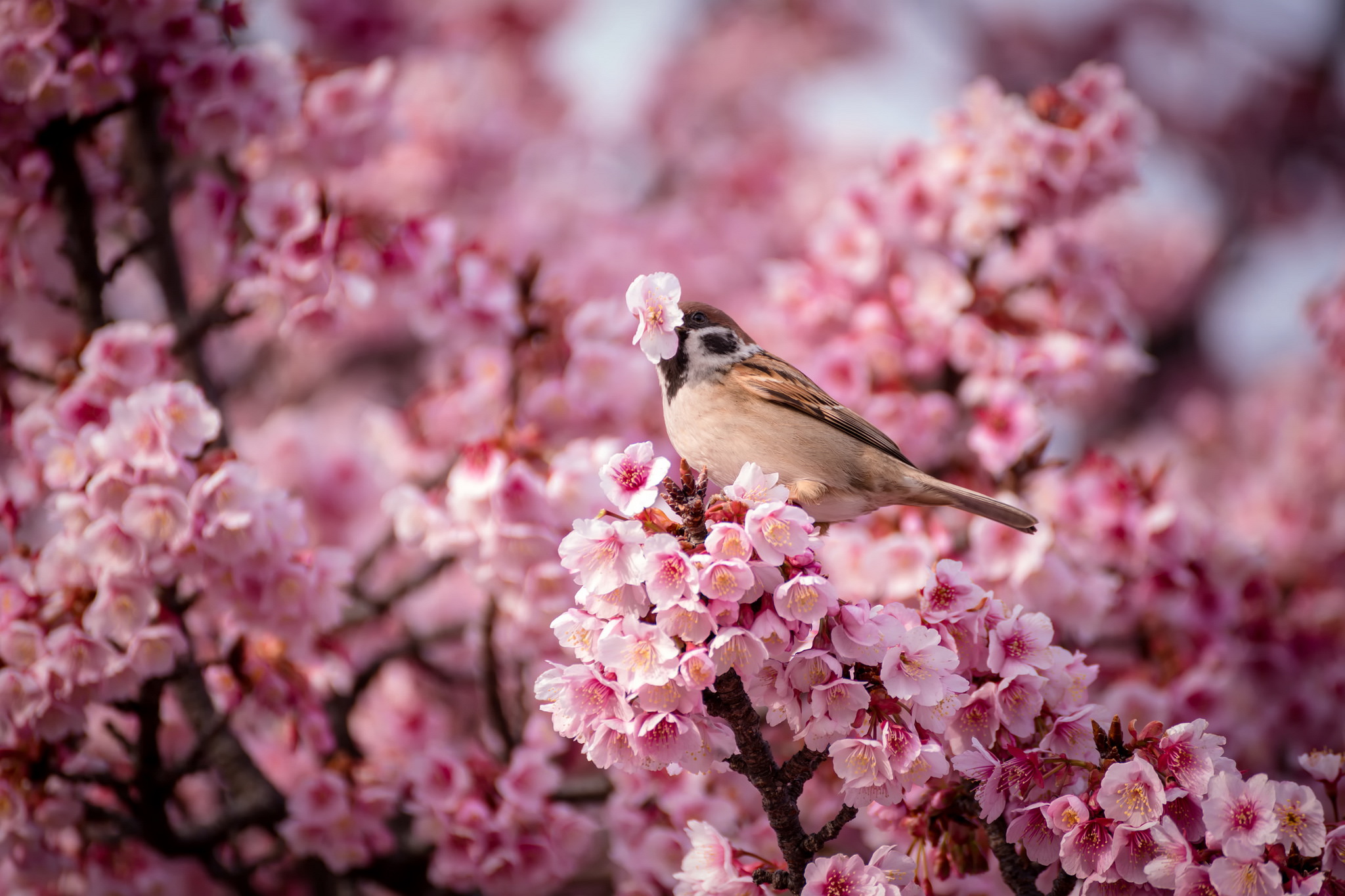 Sparrow on the blooming tree / 2048 x 1365 / Macro / Photography ...
