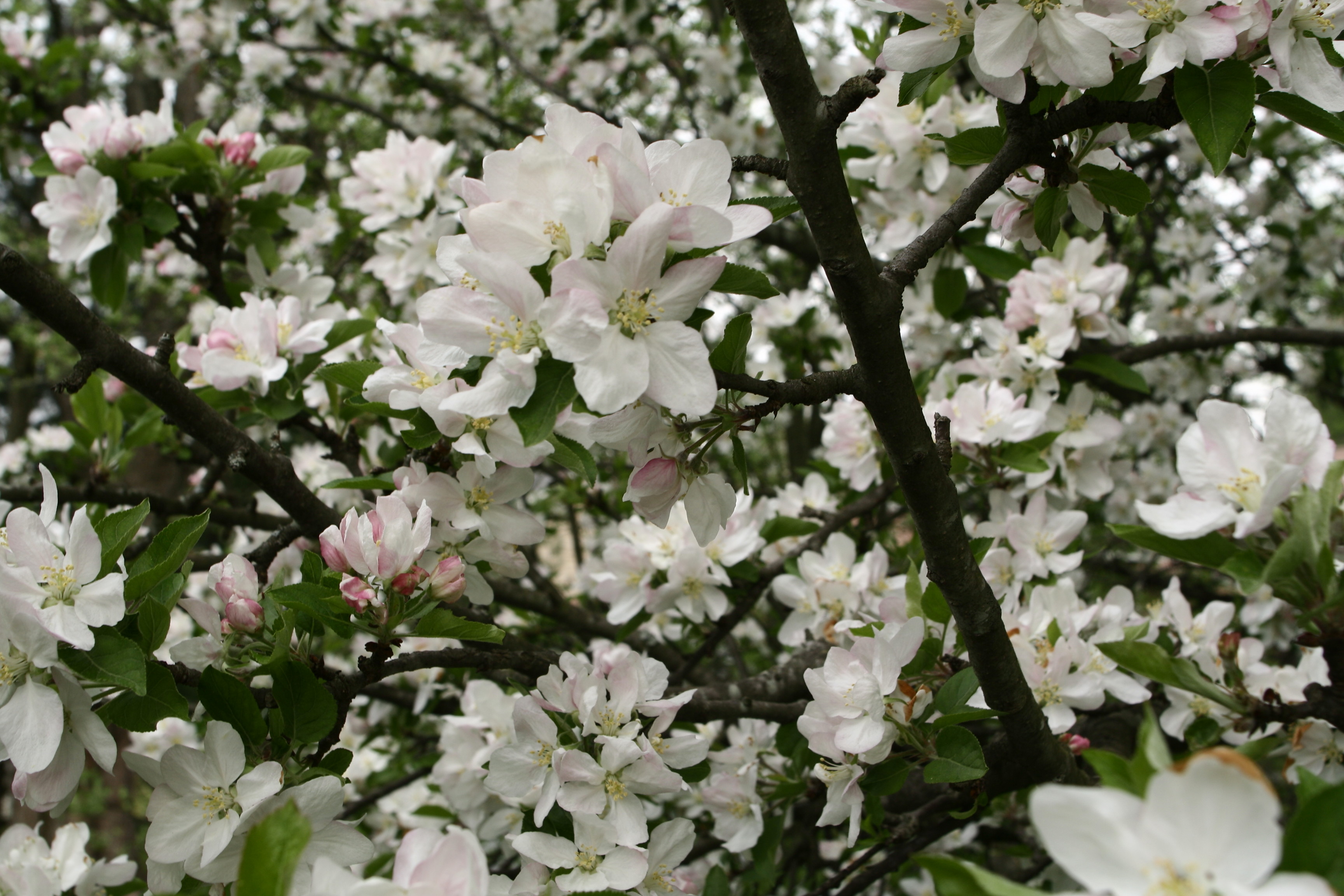 File:Blooming-tree-apple-spring - West Virginia - ForestWander.jpg ...