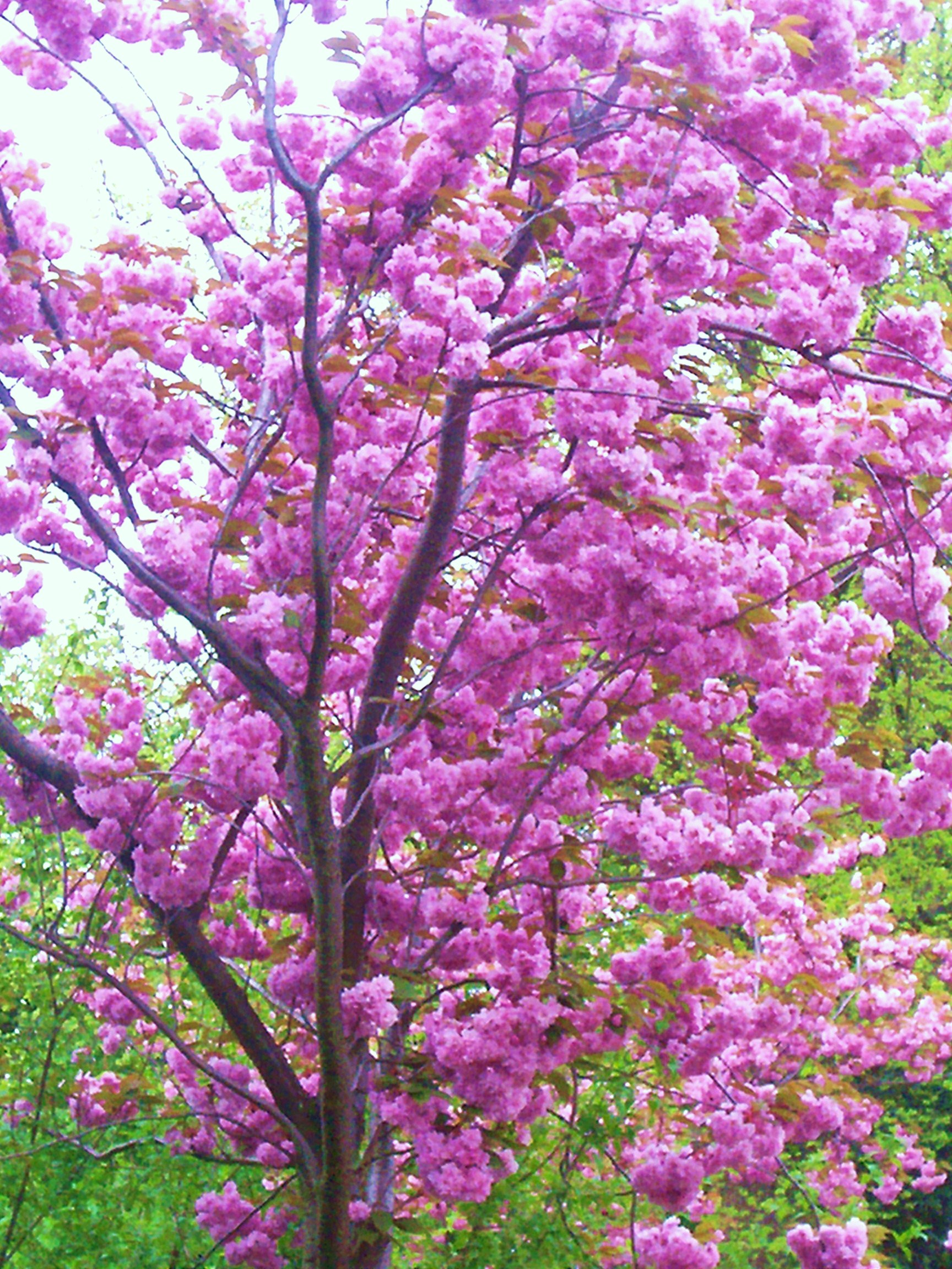 File:Blooming tree.JPG - Wikimedia Commons