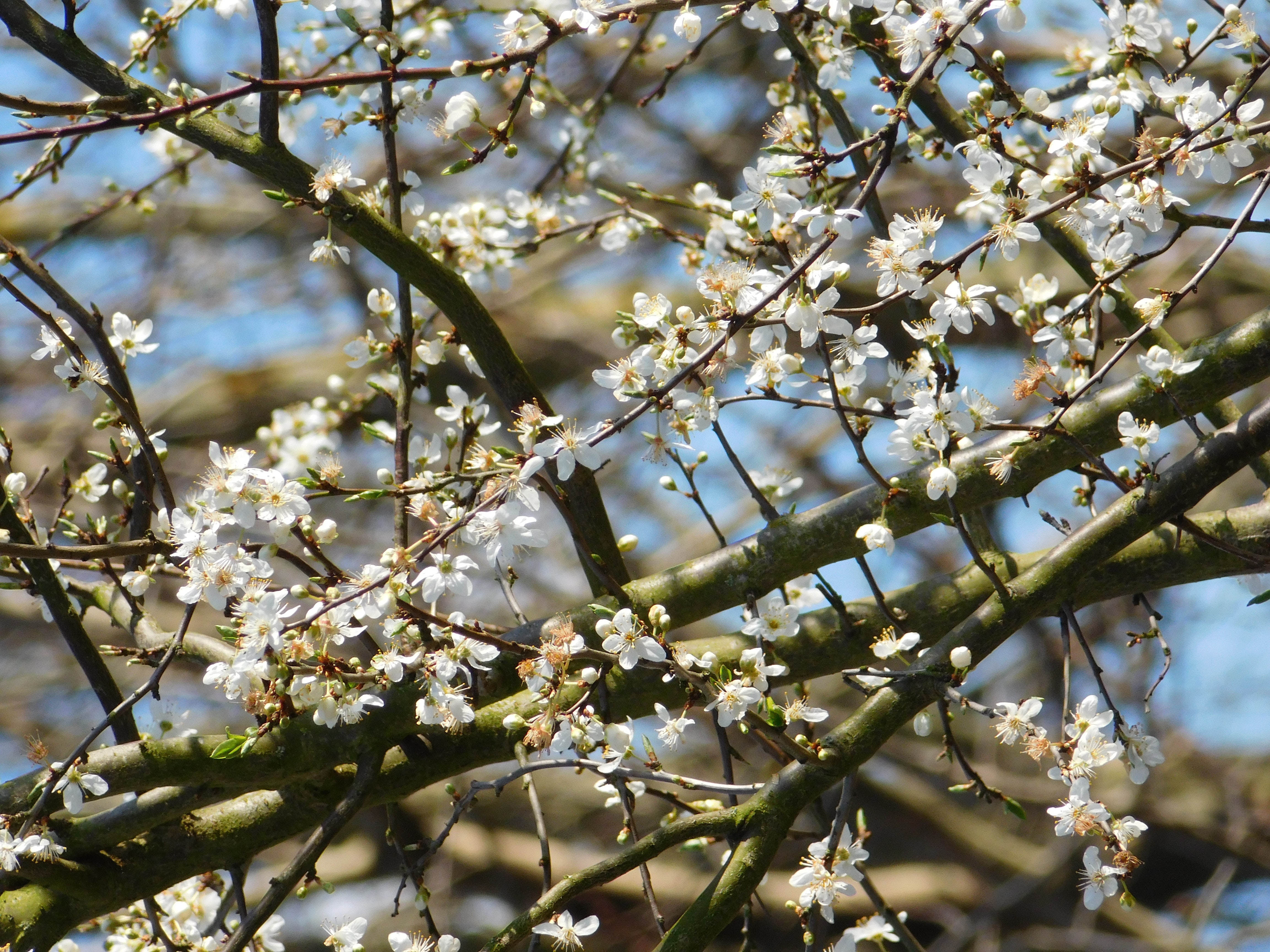 Free stock photo of blooming tree, springtime, tree branches