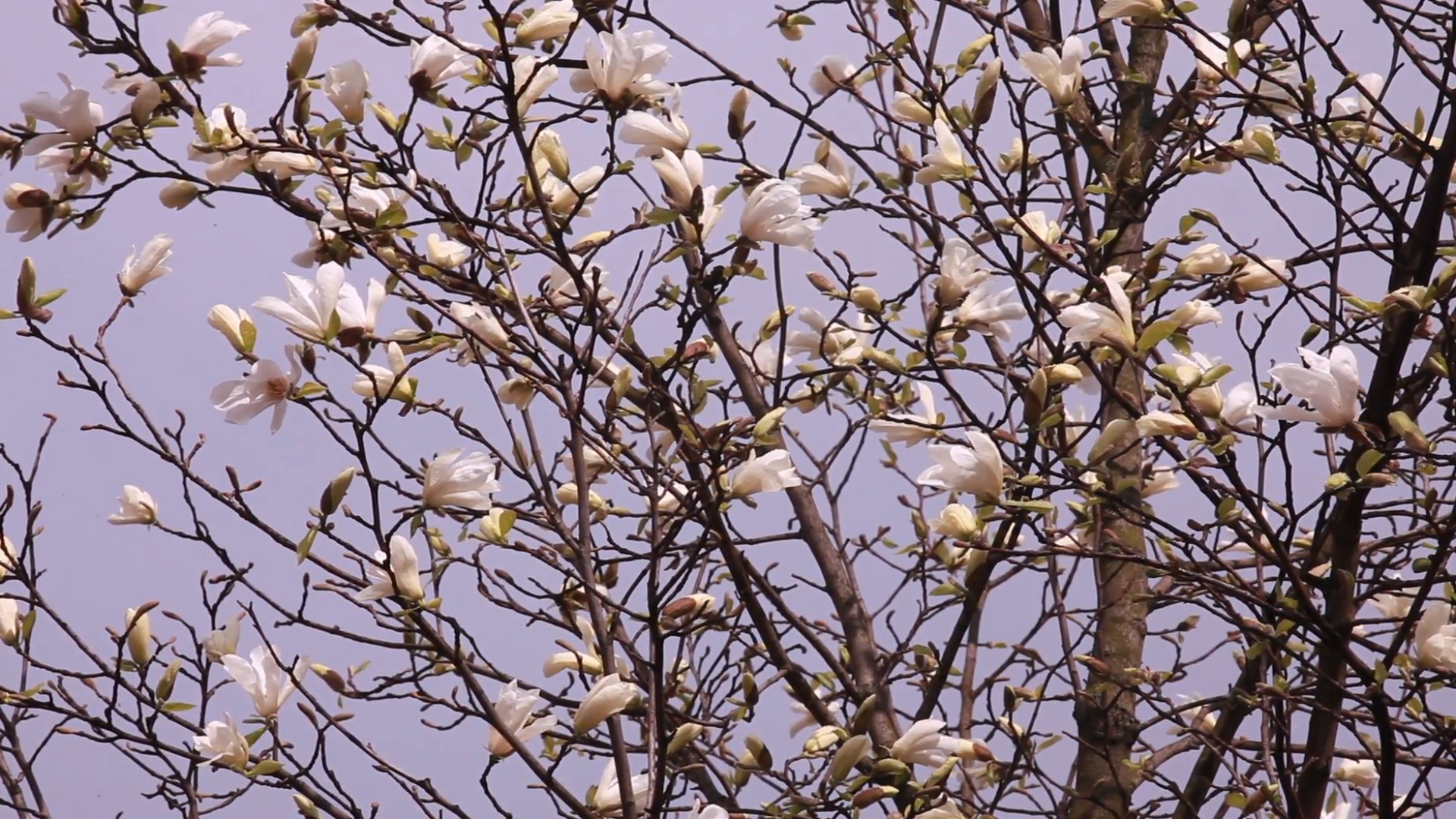 Blooming tree in spring time. Germany Stock Video Footage - Videoblocks