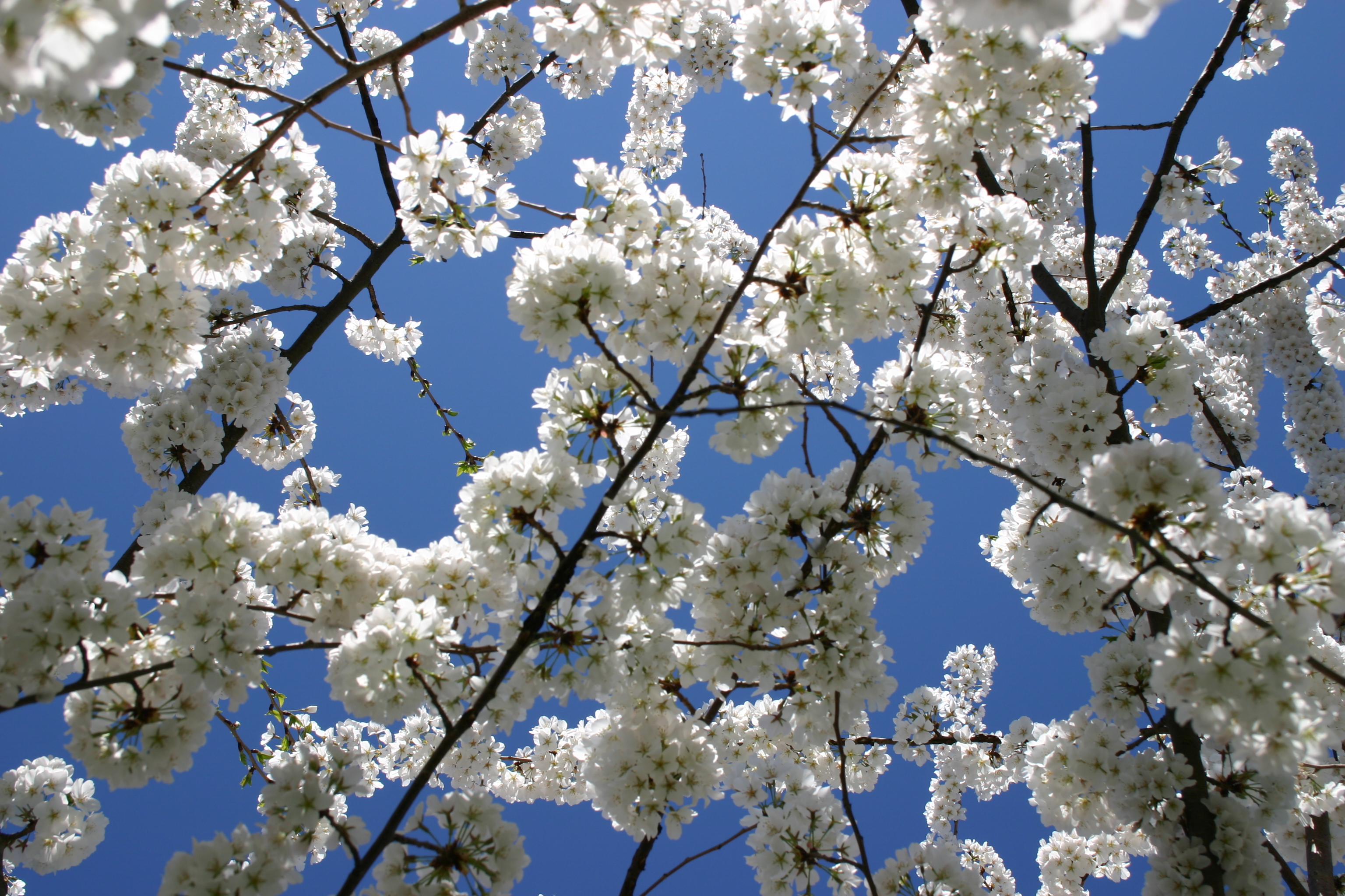 Our Favorite Spring Blooming Trees and Shrubs | Merrifield Garden Center