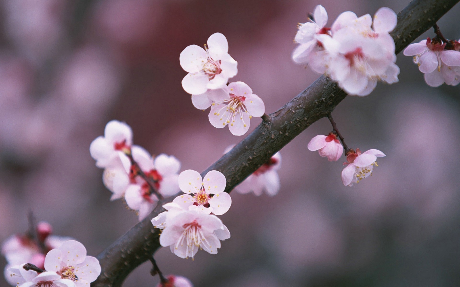 A tree branch cherry flowers blooming wallpaper | flowers ...