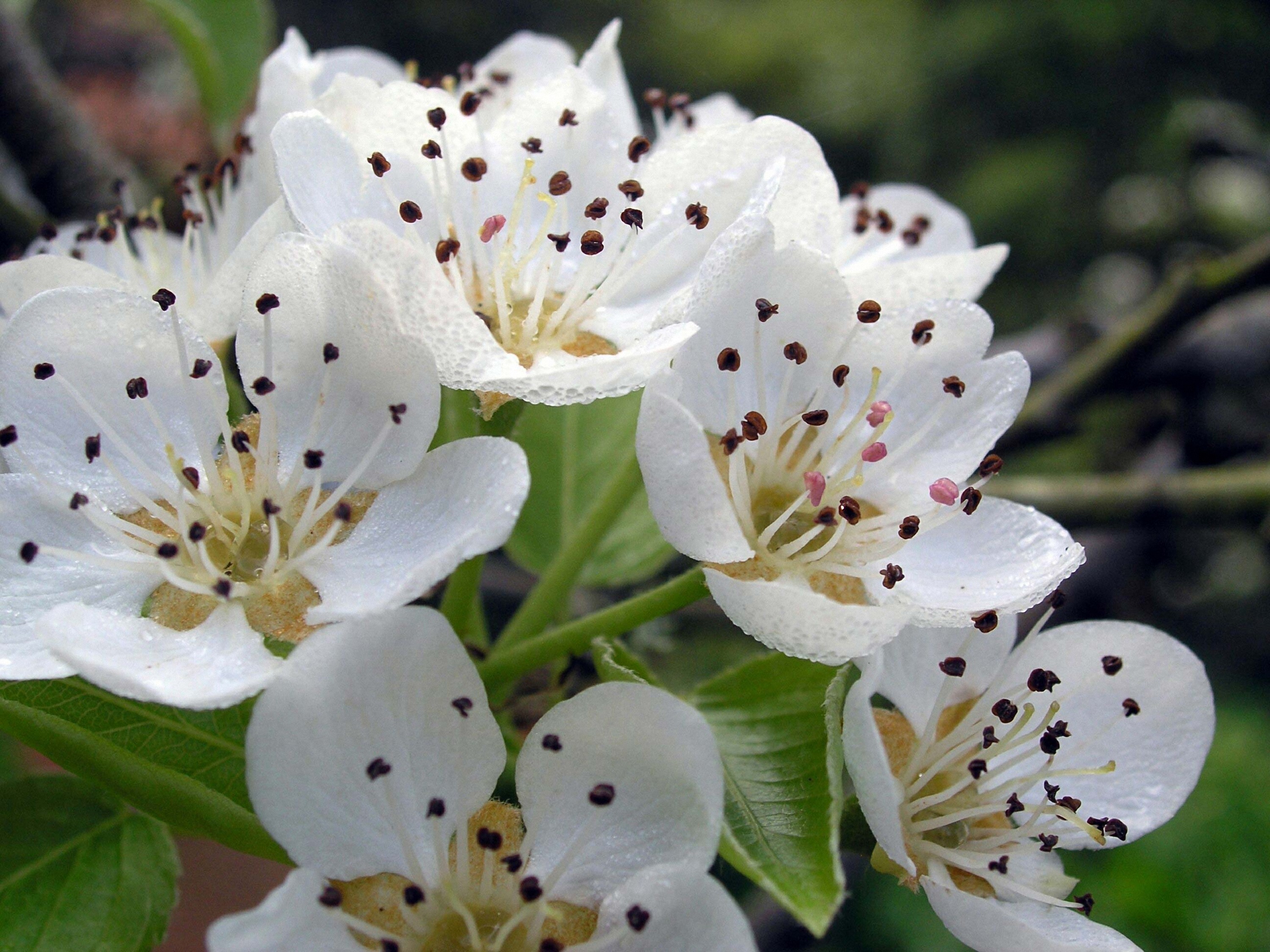 Flowers: White Fruit Bloom Spring Flowers Blooming Flower Wallpaper ...