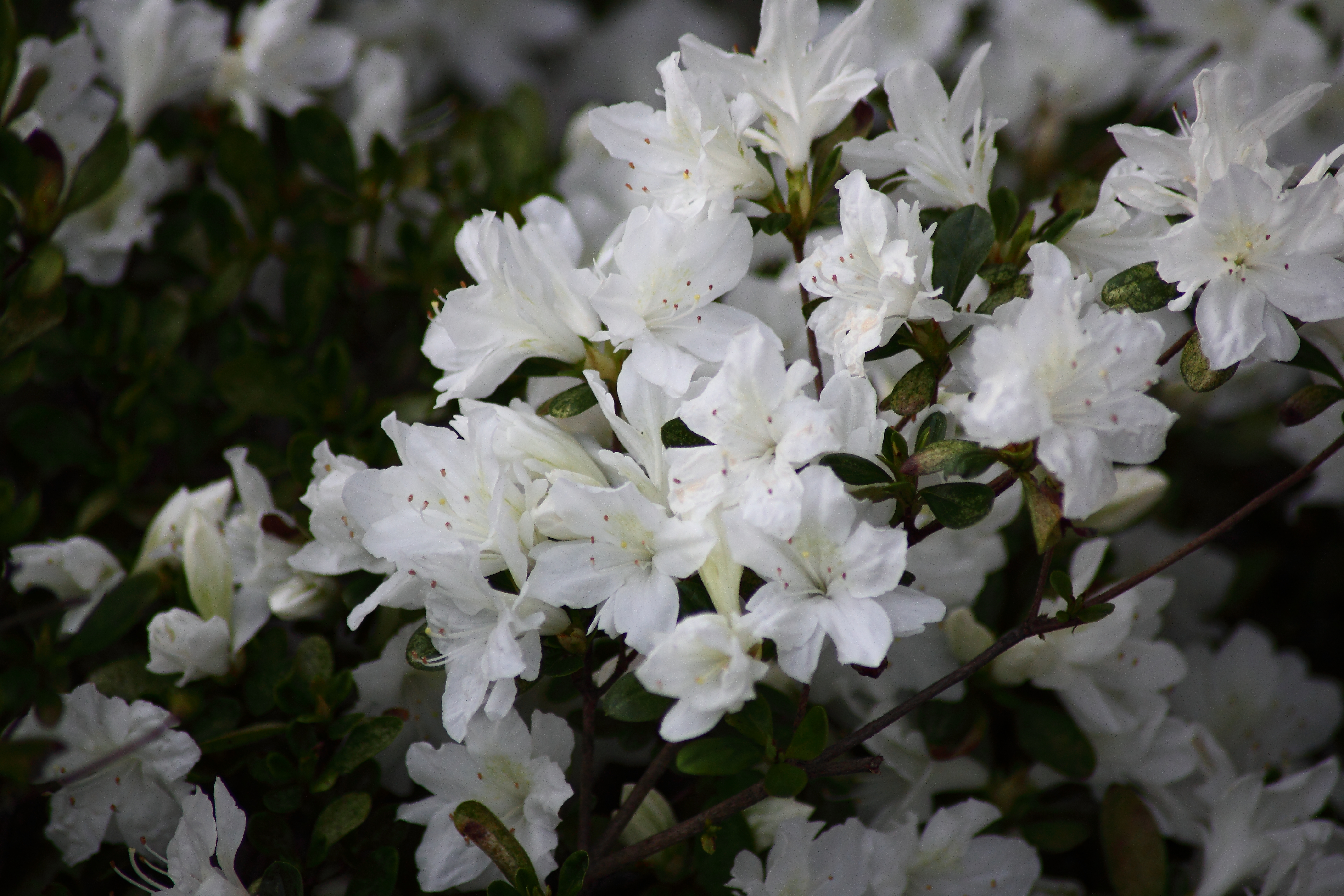 Spring Bloom White Azalea Flowers | Flowers| Free Nature Pictures by ...