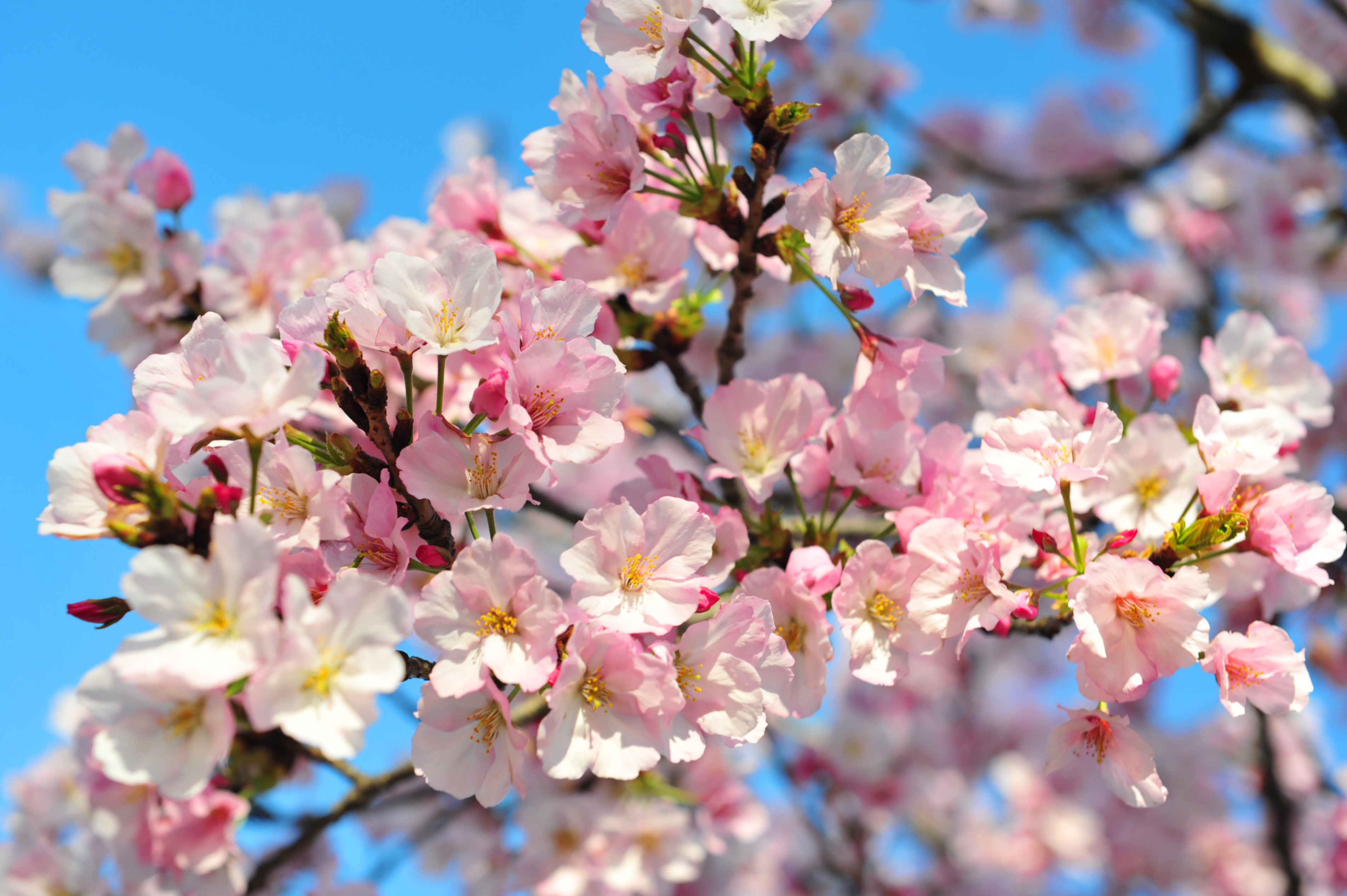 Cherry blossom photo