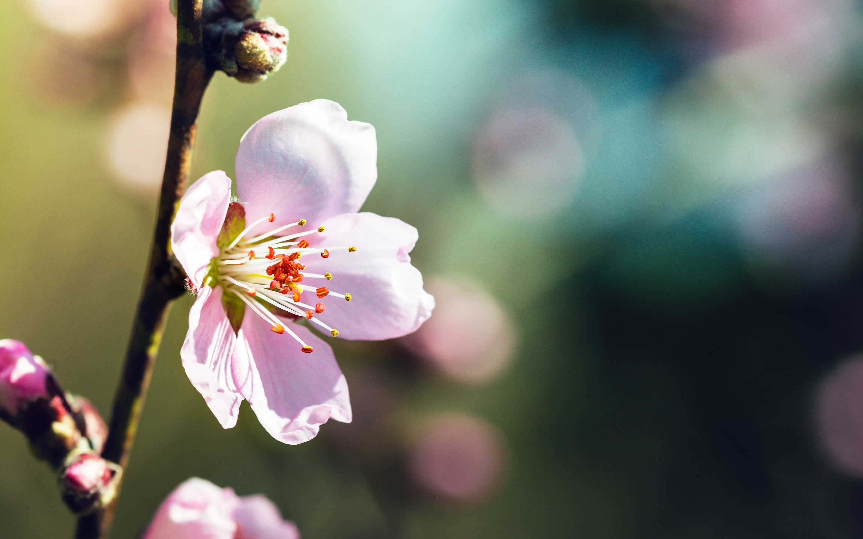 Apple Blossom Flower Stock Photo / ZoomDSLR