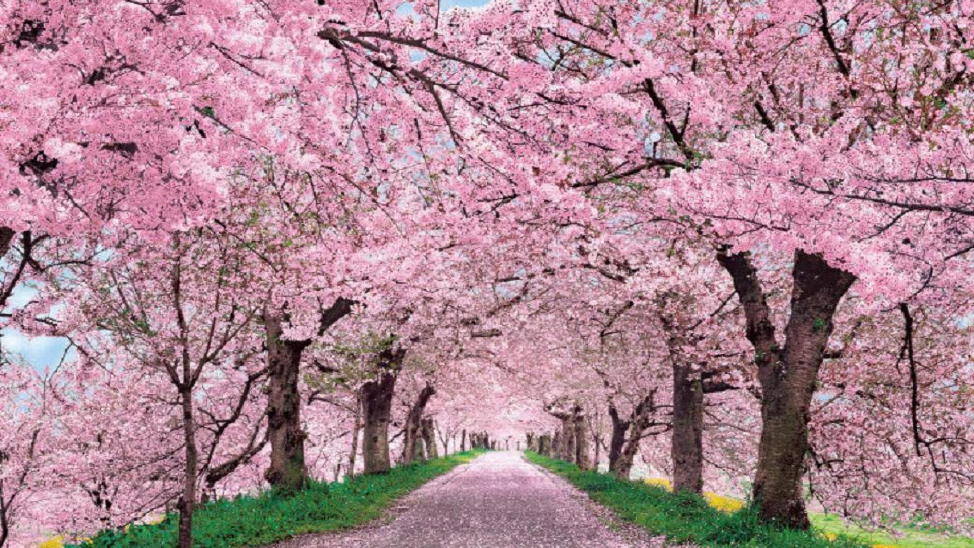 Cherry Blossom Season | OVS Journalism Blog