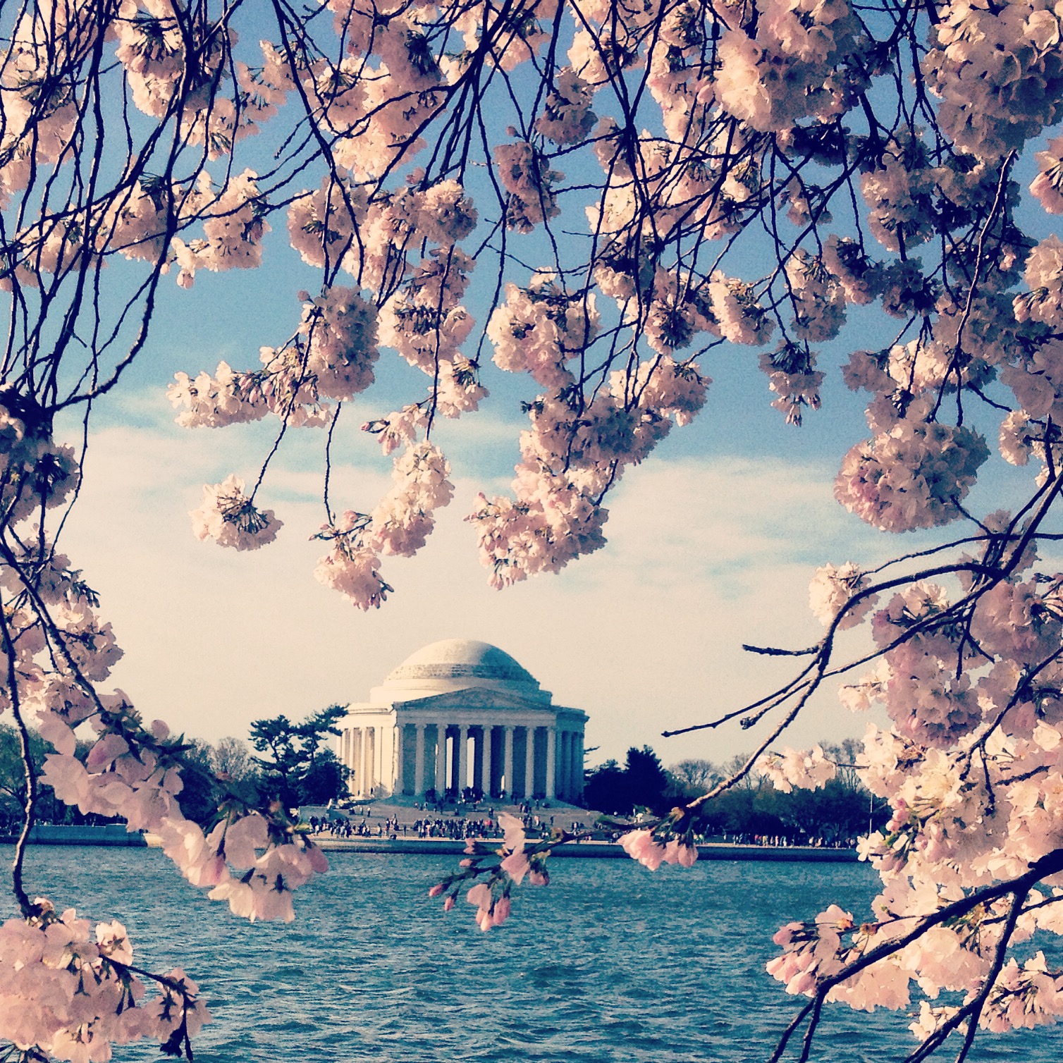 DC en rose: Cherry Blossoms Season in DC « French Twist D.C.