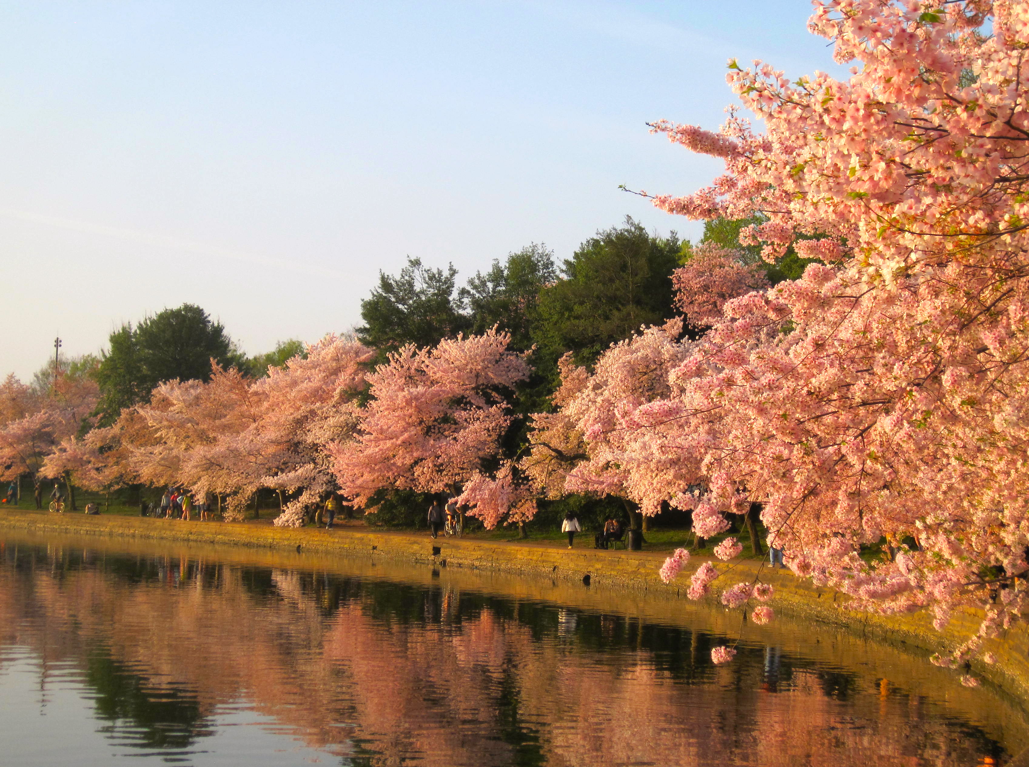 Cherry Blossom Dawn | Travel with Wild Blue Yonder