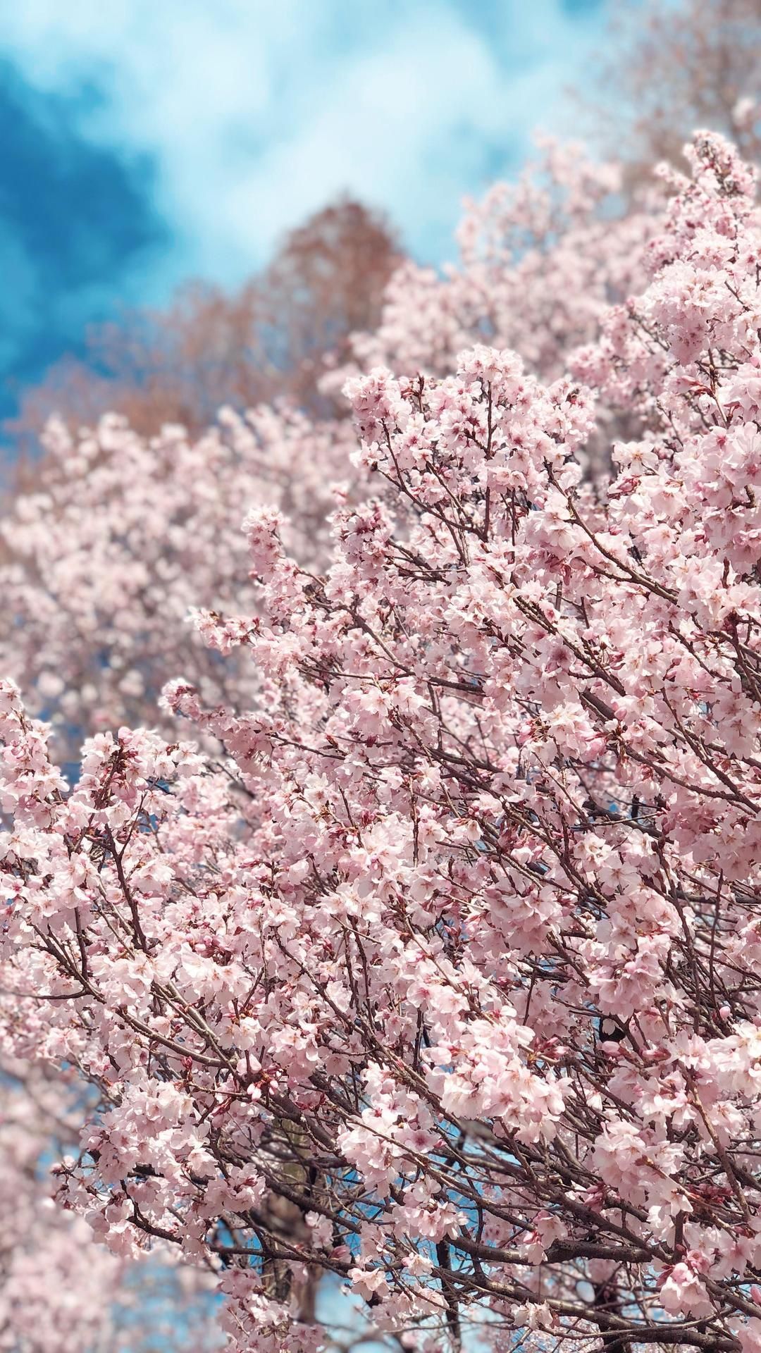 Cherry blossom in full bloom  | Dawn/ View | Pinterest | Cherry ...