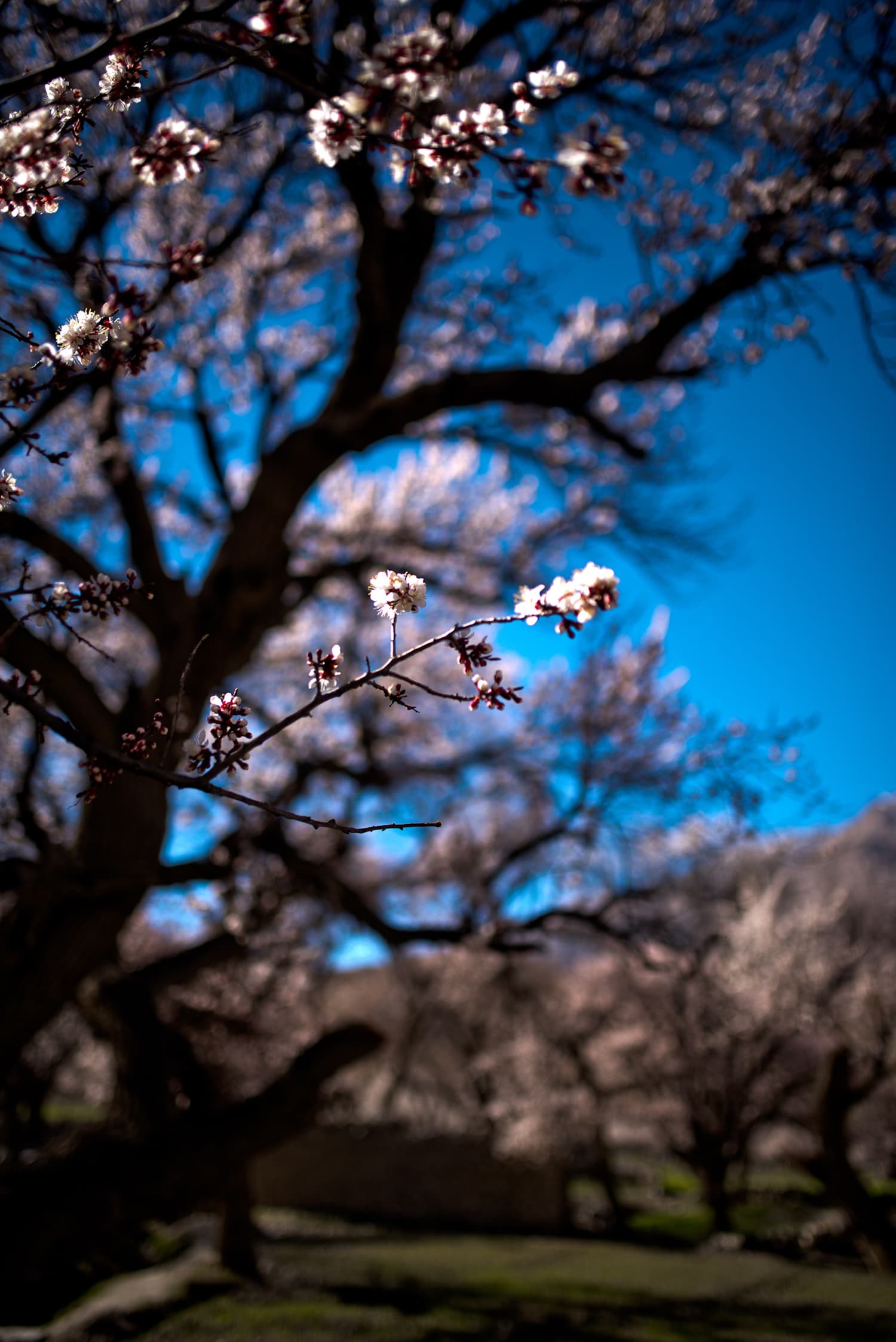 For the love of Hunza's cherry blossoms - Pakistan - DAWN.COM