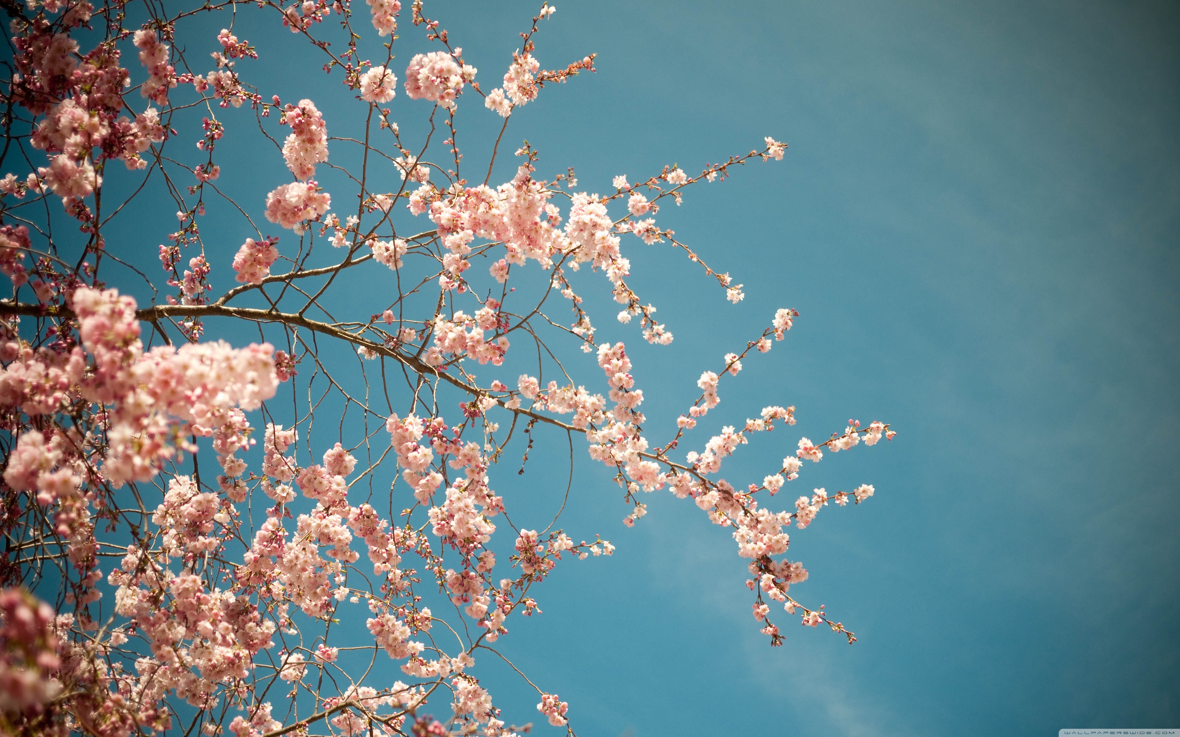 Blossom Tree, Spring ❤ 4K HD Desktop Wallpaper for 4K Ultra HD TV ...