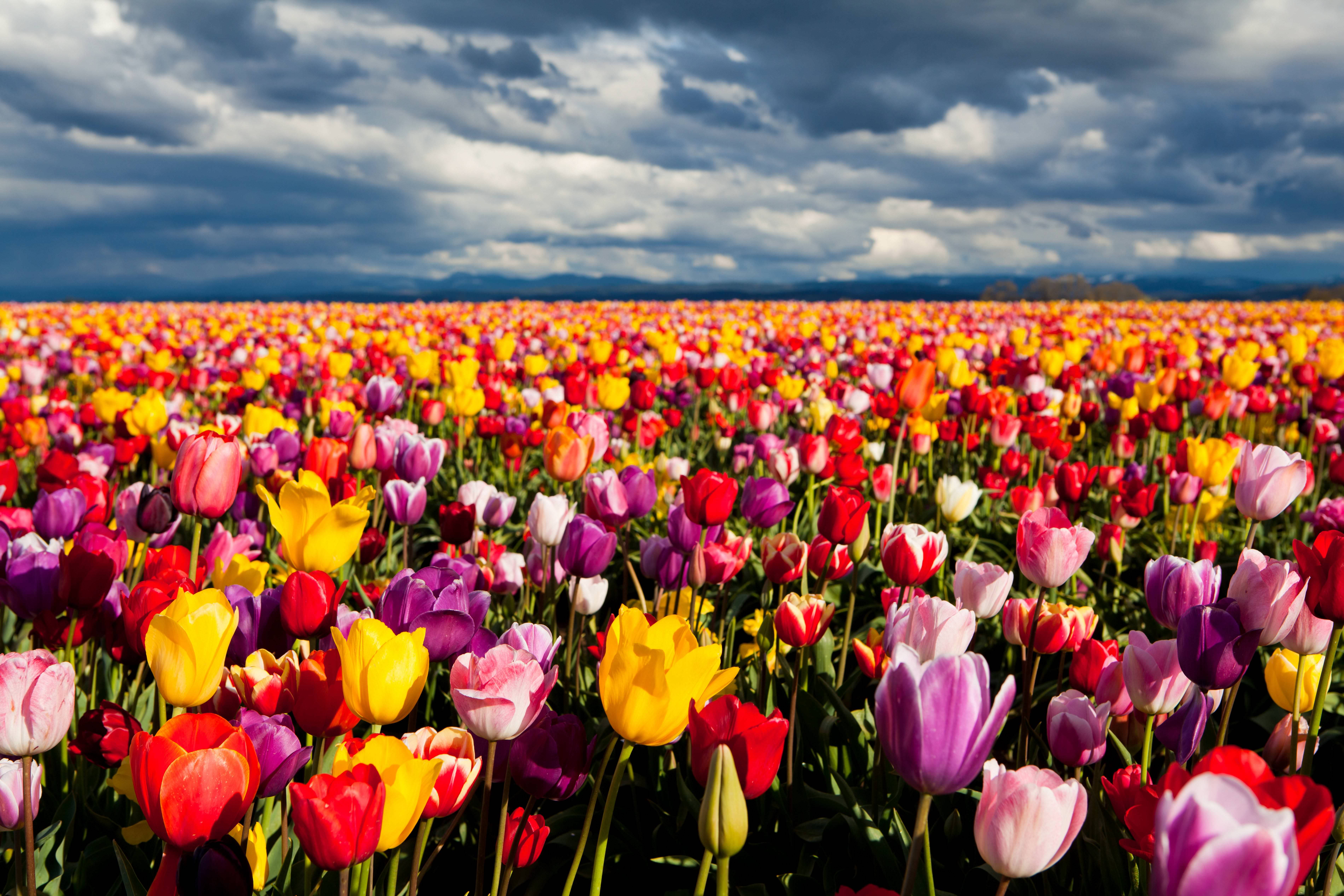 21+ Tulip Wallpapers, Backgrounds, Images, | FreeCreatives