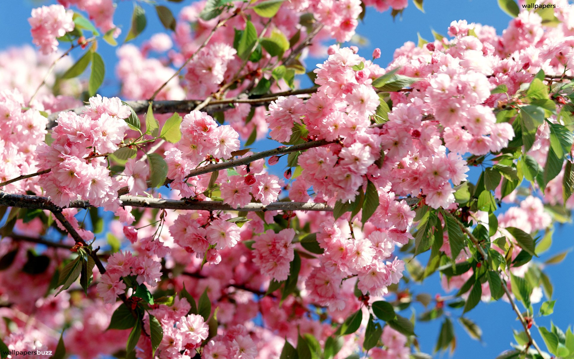 Pink blossoming tree HD Wallpaper