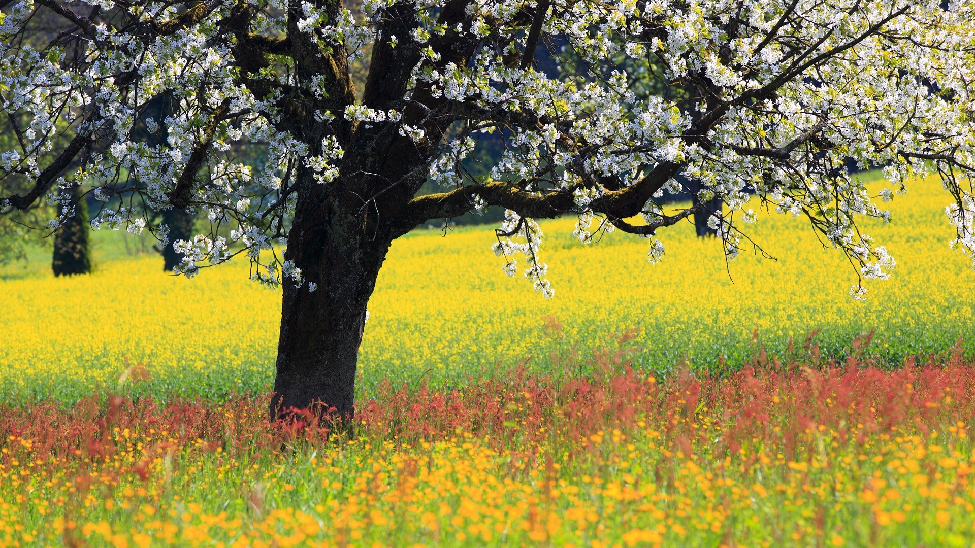 Misc: Blossoming Tree Flower Field Fields White Trees Wildflowers ...