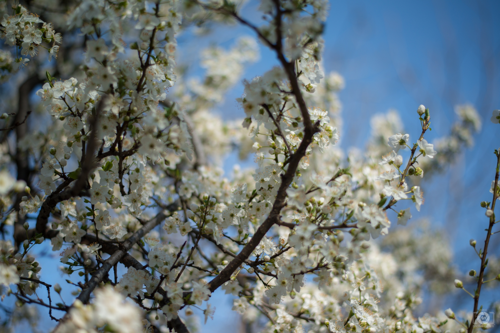 Spring Background with White Blossoming Tree - High-quality Free ...