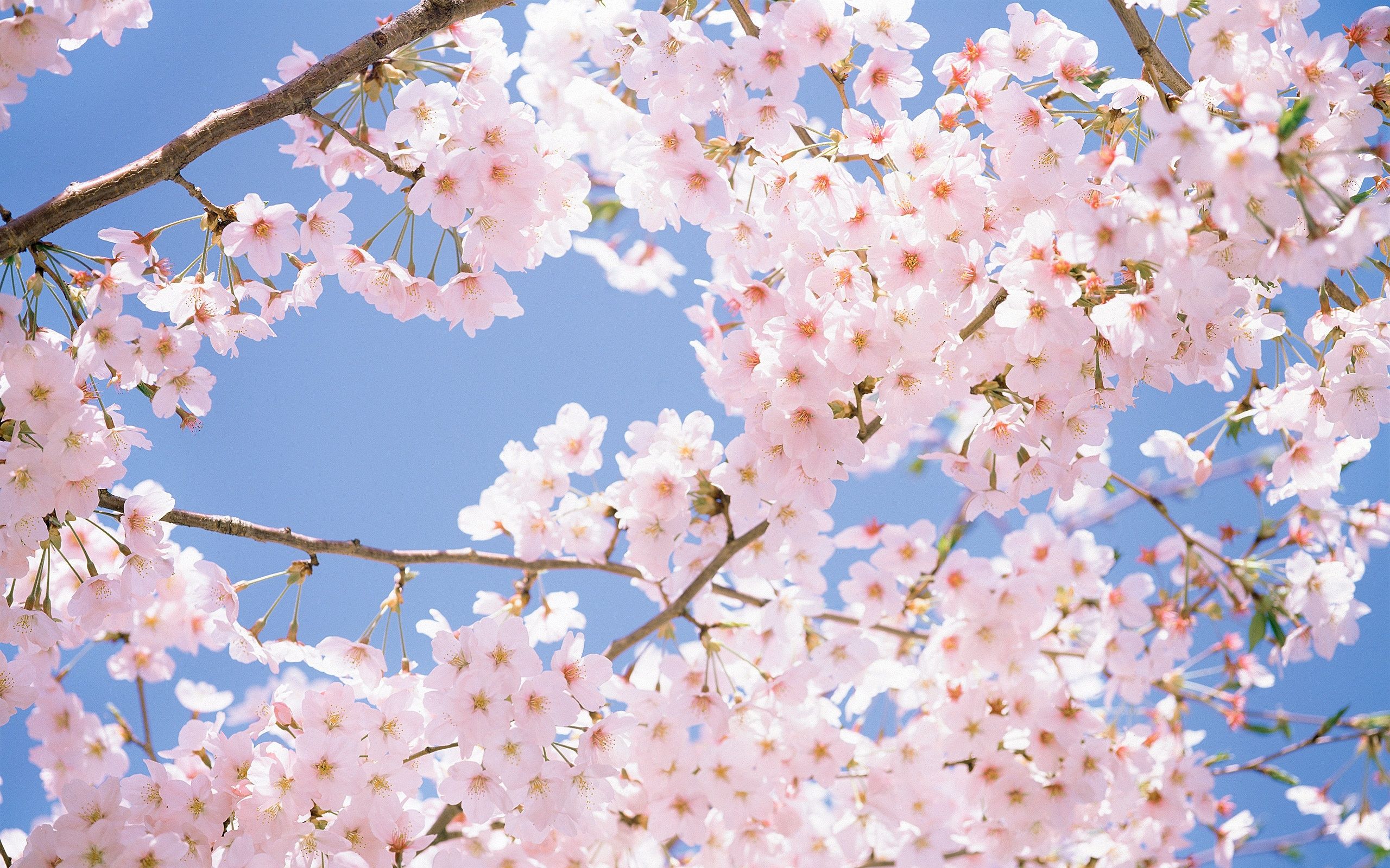 Cherry Blossom Tree Desktop Wallpapers and Backgrounds | Photos ...