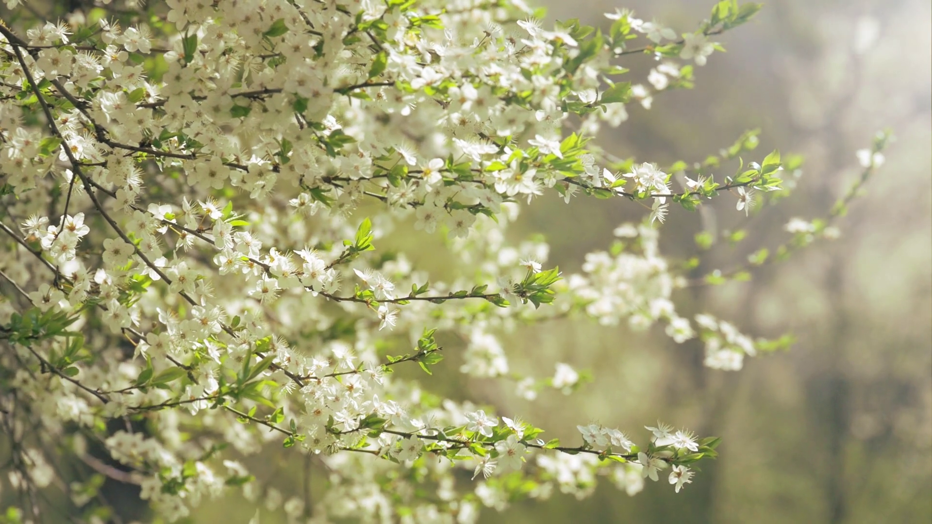 blossoming tree springtime nature clean sunlight Stock Video Footage ...