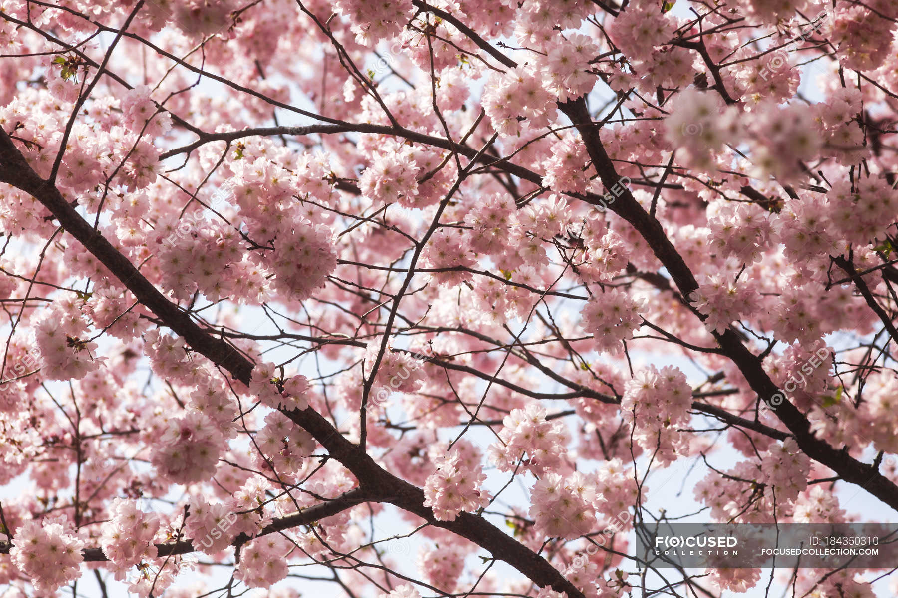 Blossoming tree branches in spring — Stock Photo | #184350310