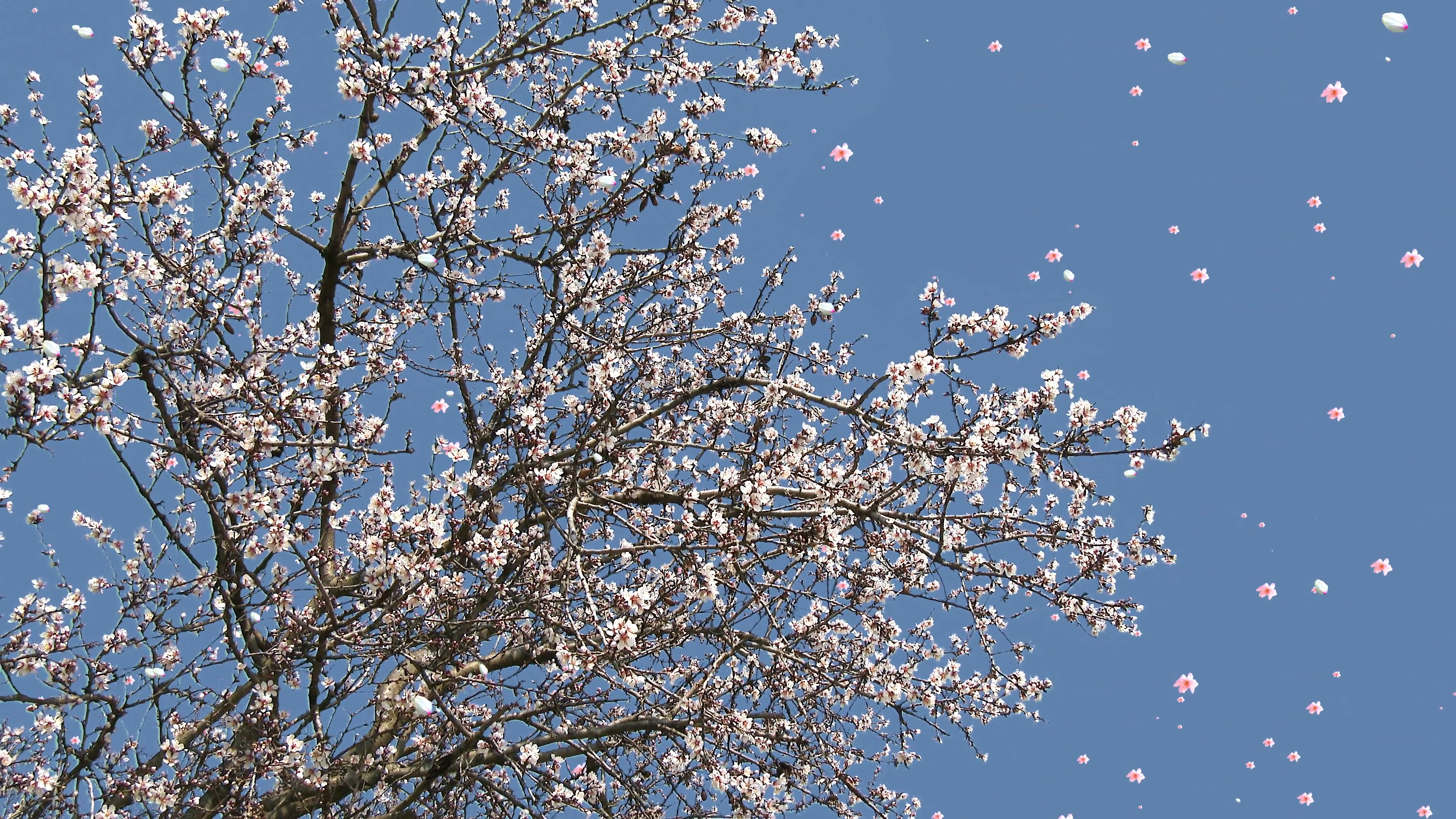 4K Springtime Blossoming Trees Flowers and Petals Falling real ...