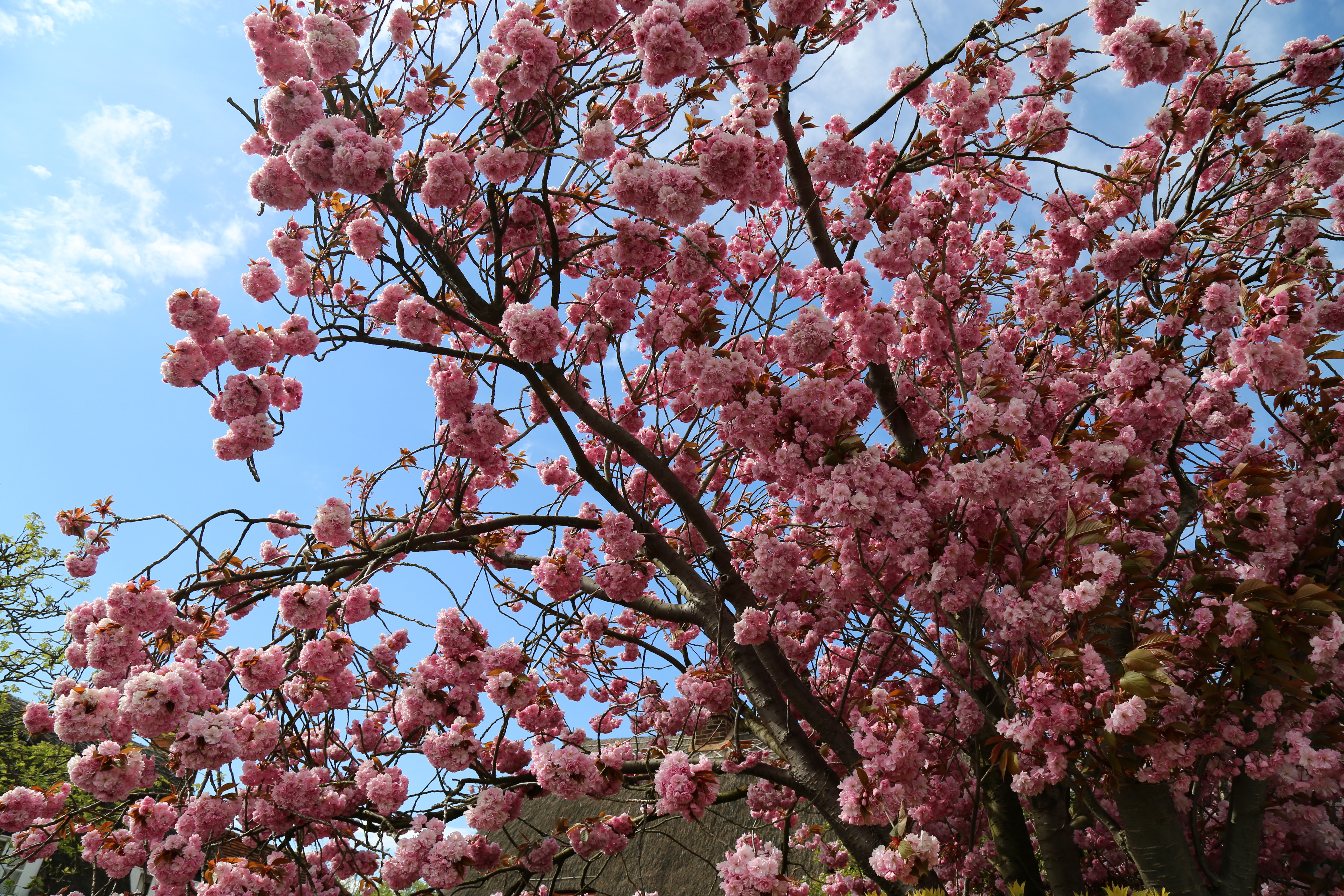 File:Blossoming tree detail at north of village green at Matching ...