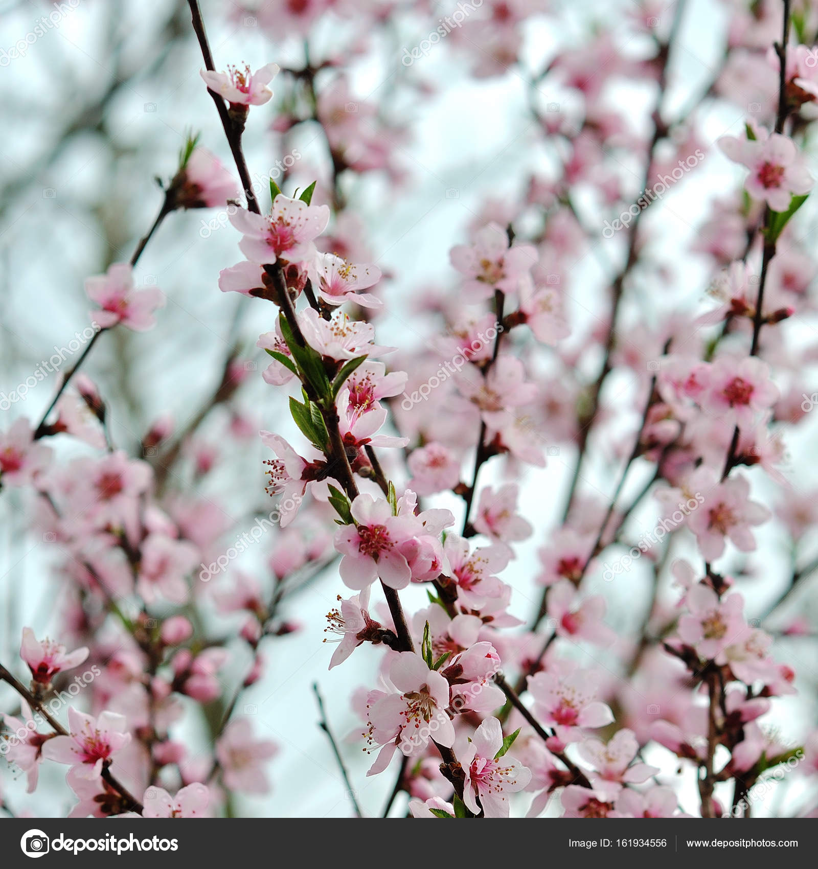 photo of blossoming tree brunch — Stock Photo © alena0509 #161934556