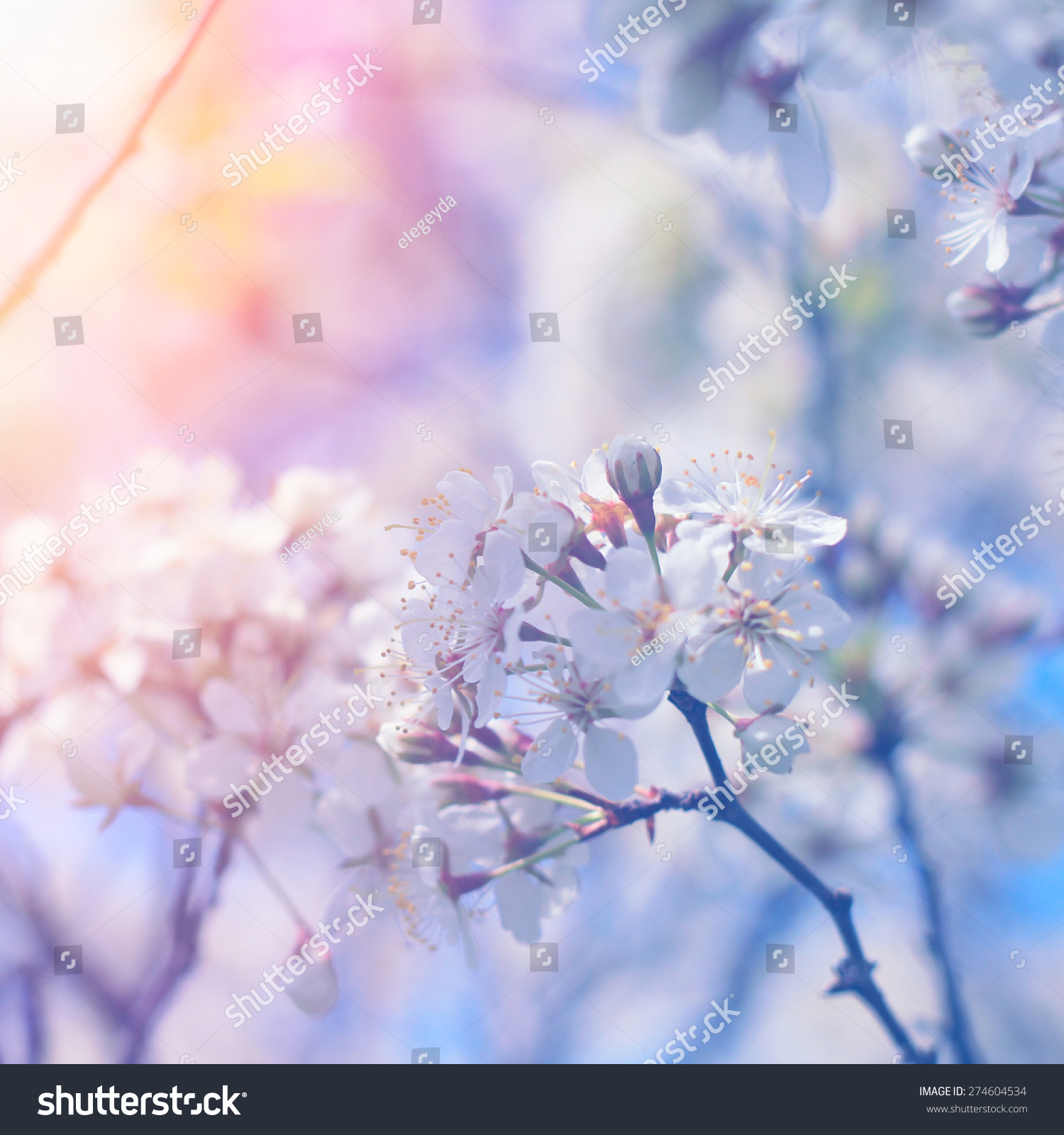 Beautiful Spring Soft Flowers On Blossoming Stock Photo 274604534 ...