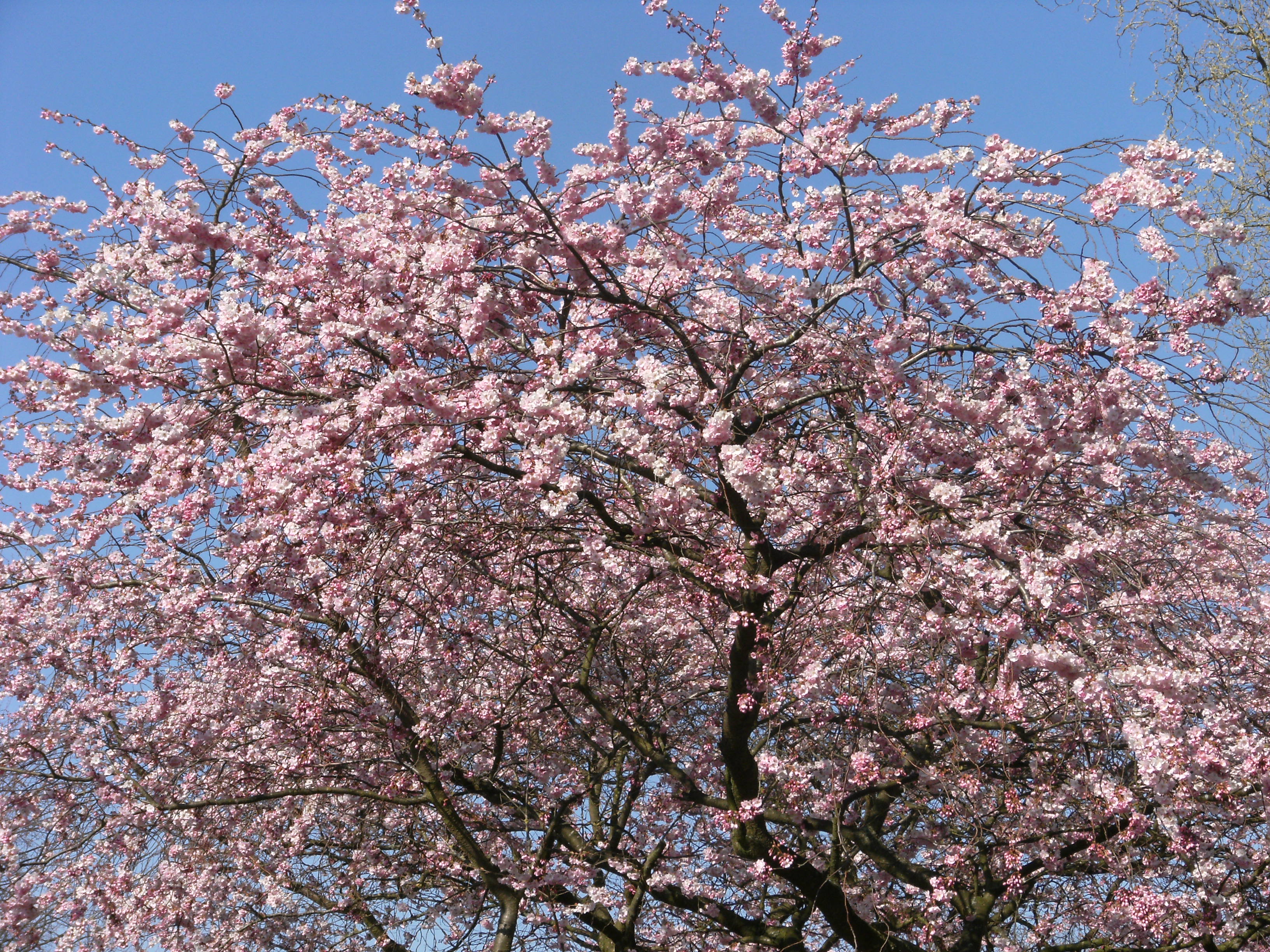 File:Blossoming tree in Dronten.JPG - Wikimedia Commons