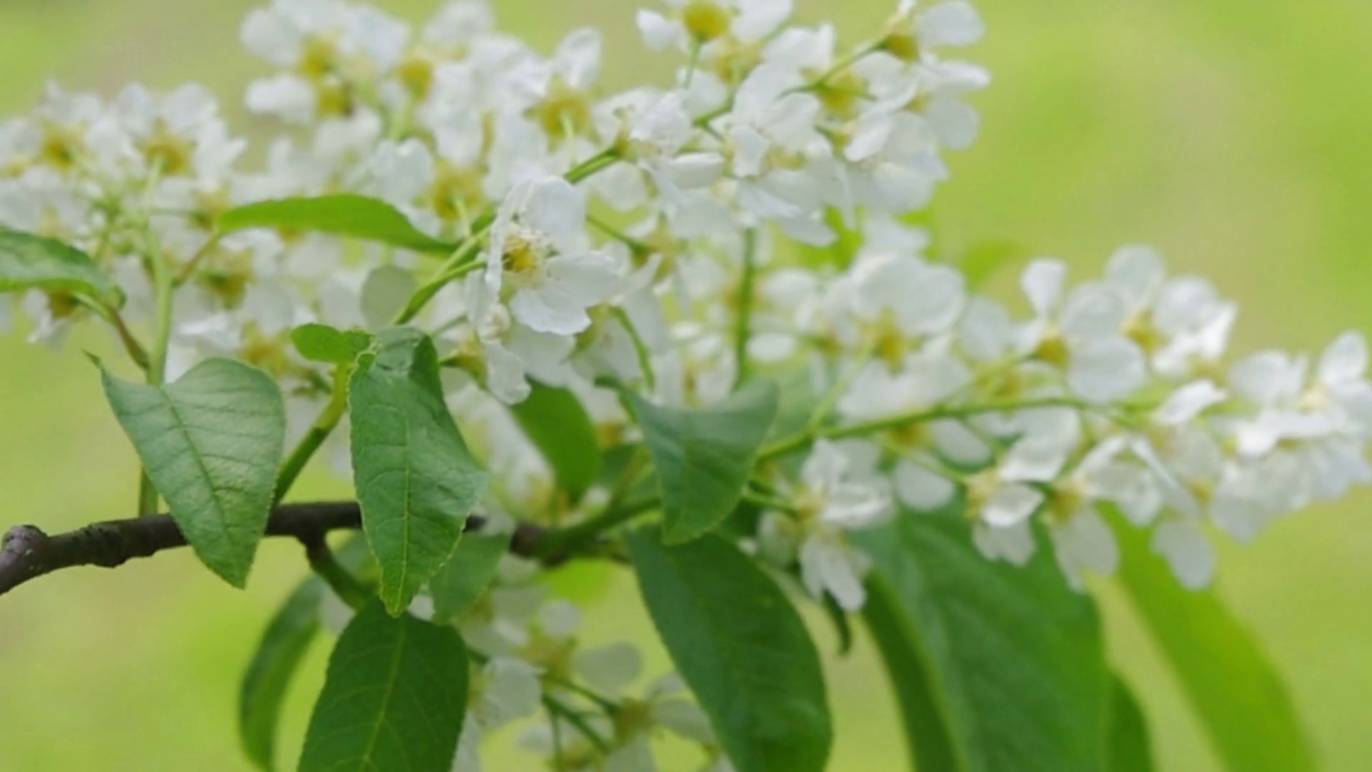 blossoming tree brunch with white flowers Stock Video Footage ...