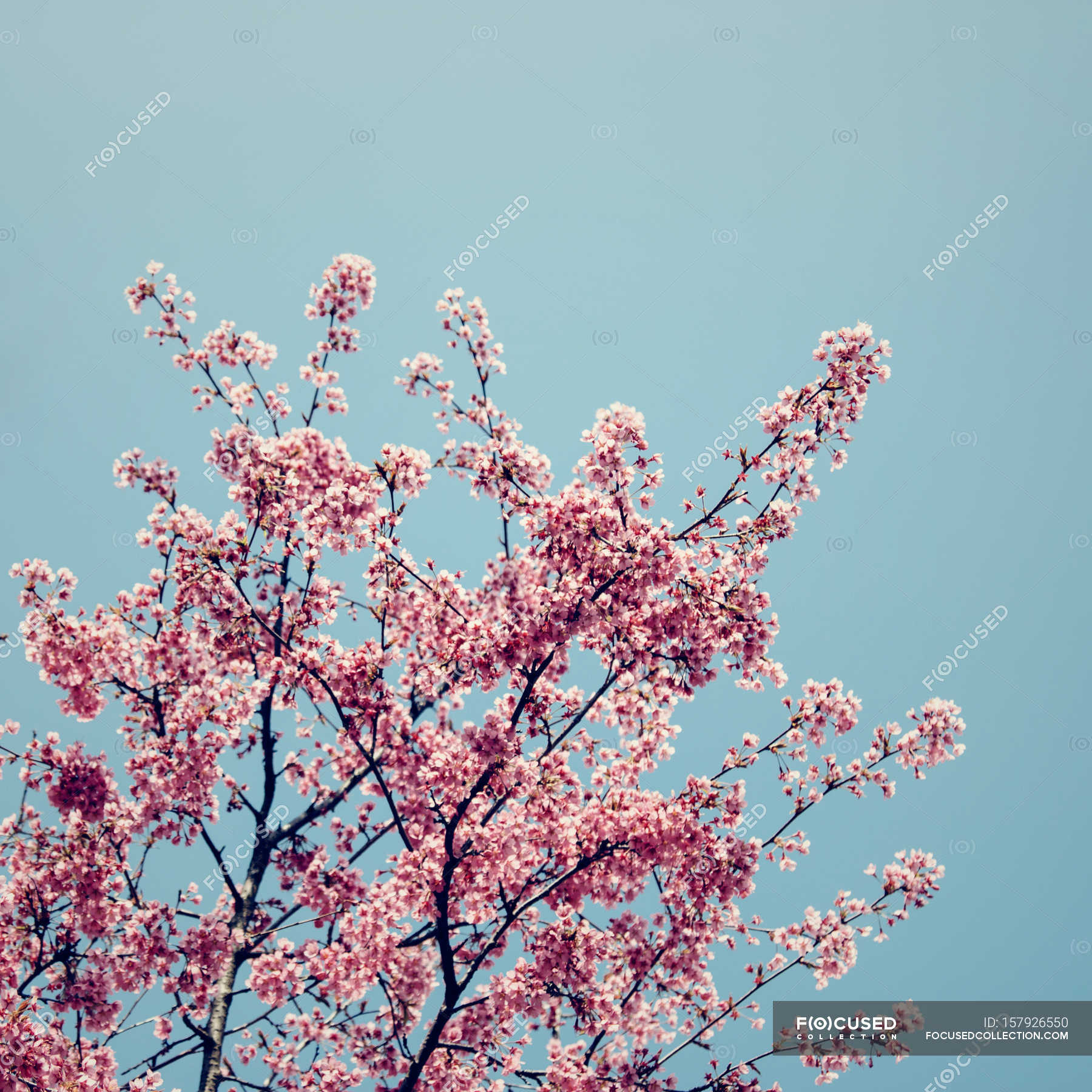 Blossoming cherry tree — Stock Photo | #157926550