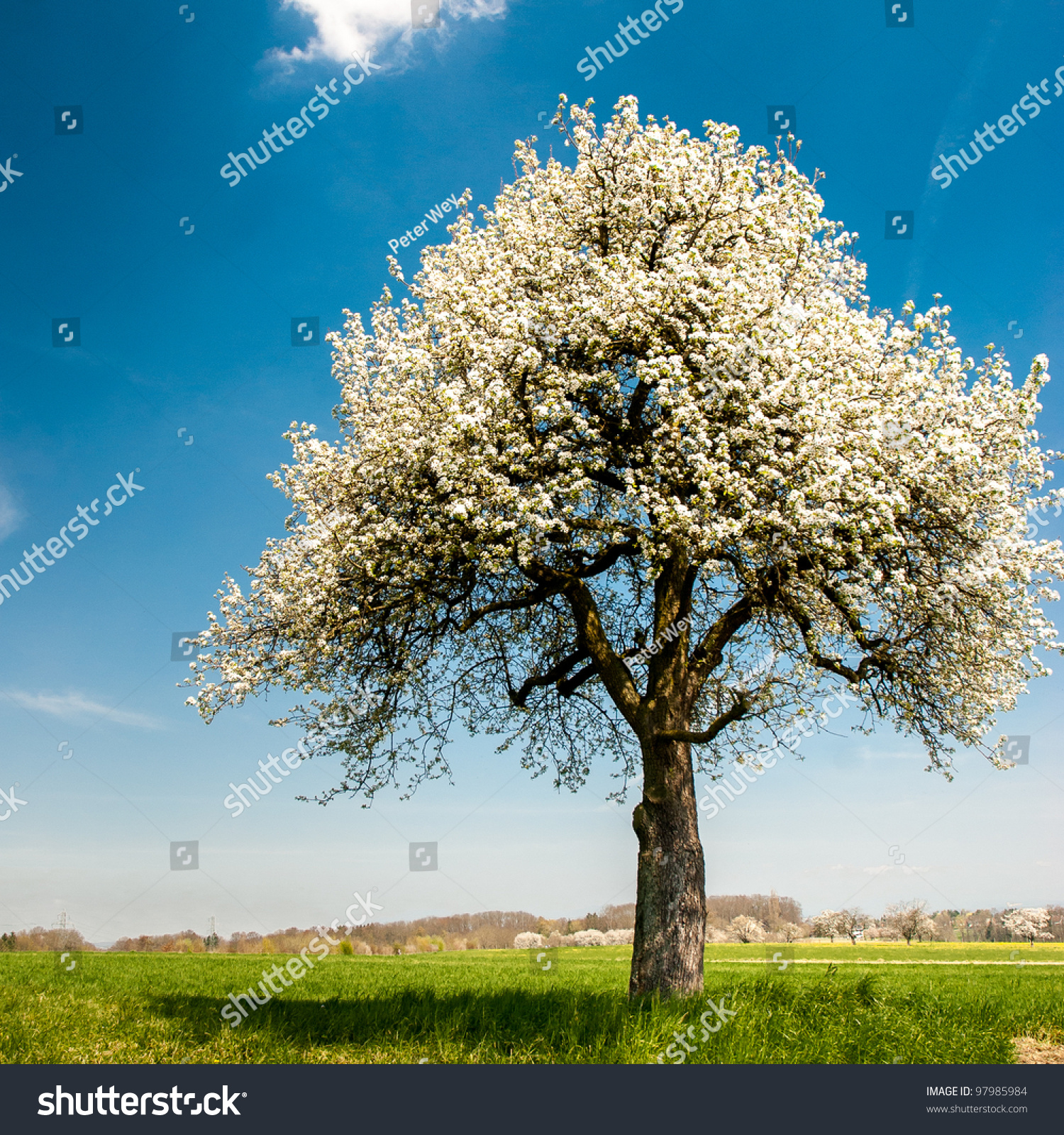 Single Blossoming Tree Spring On Rural Stock Photo (Royalty Free ...